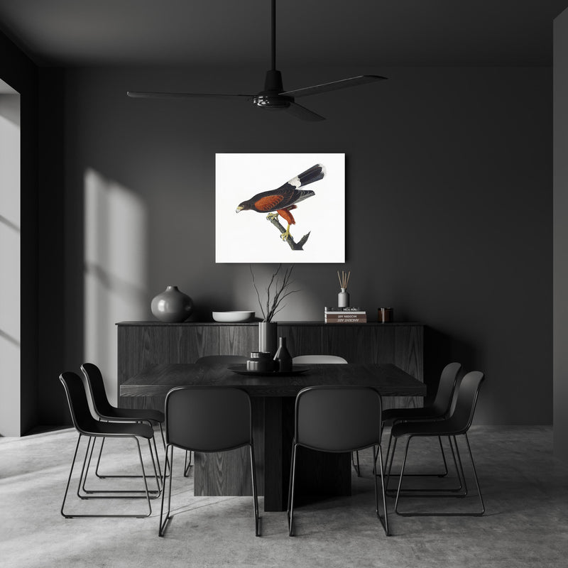 Wandbild - Falken Portrait - John James Audubon in dunkel eingerichtetem Esszimmer an grauer Wand