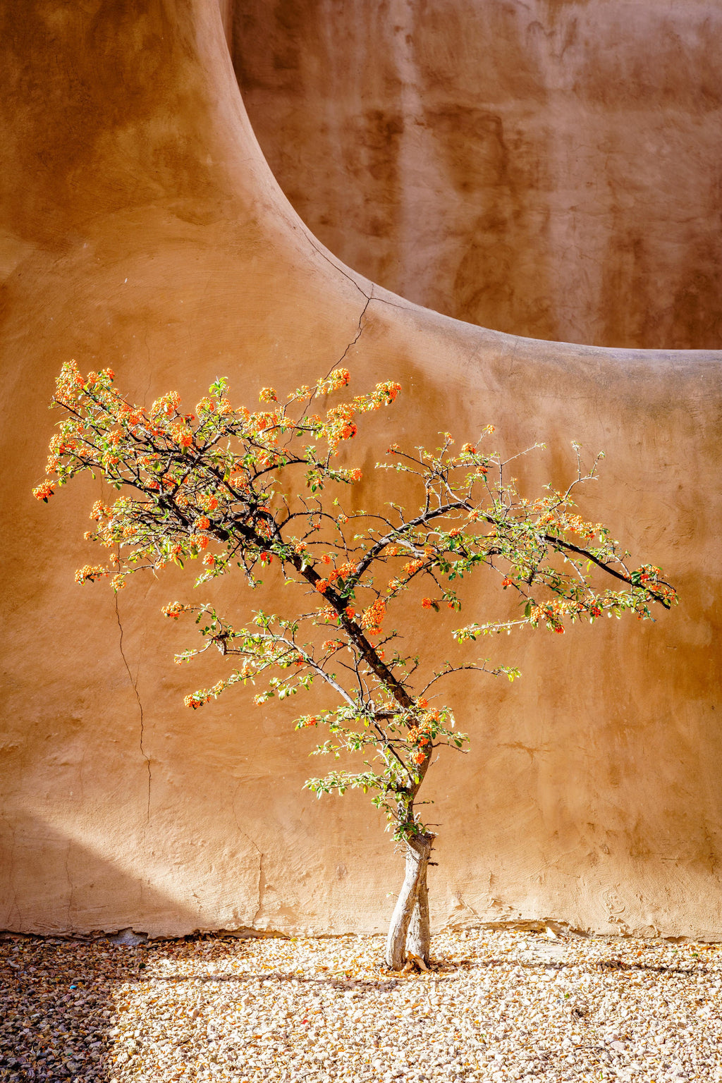 Wandbild-Feuerdornbaum in Bergregion - Amerika 