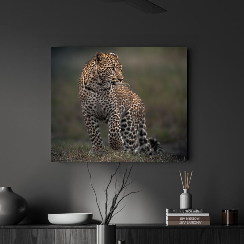 Wandbild - Fokussierter Leopard - Savanne in dunkel eingerichtetem Esszimmer an grauer Wand Zoom