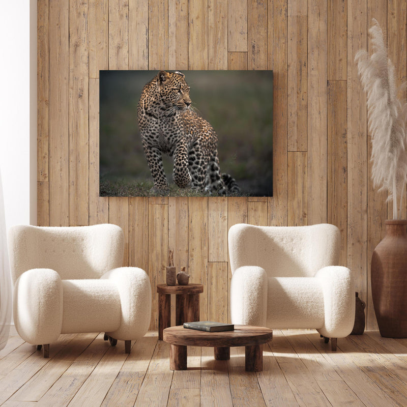 Wandbild - Fokussierter Leopard - Savanne an Holzwand hinter sanften Sesseln mit Plüschbezug