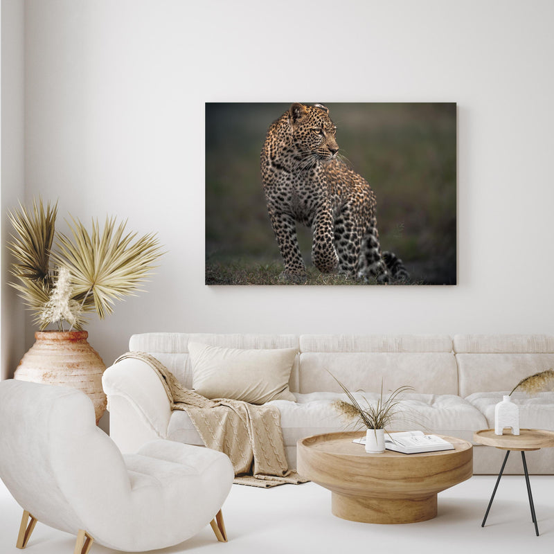 Wandbild - Fokussierter Leopard - Savanne in exotisch eingerichtetem Wohnzimmer über gemütlicher Couch