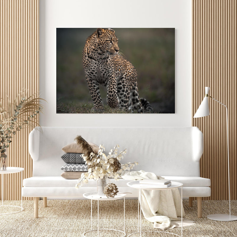 Wandbild - Fokussierter Leopard - Savanne in extravagant gestaltetem Raum mit minimalistischer Couch-quadratisch