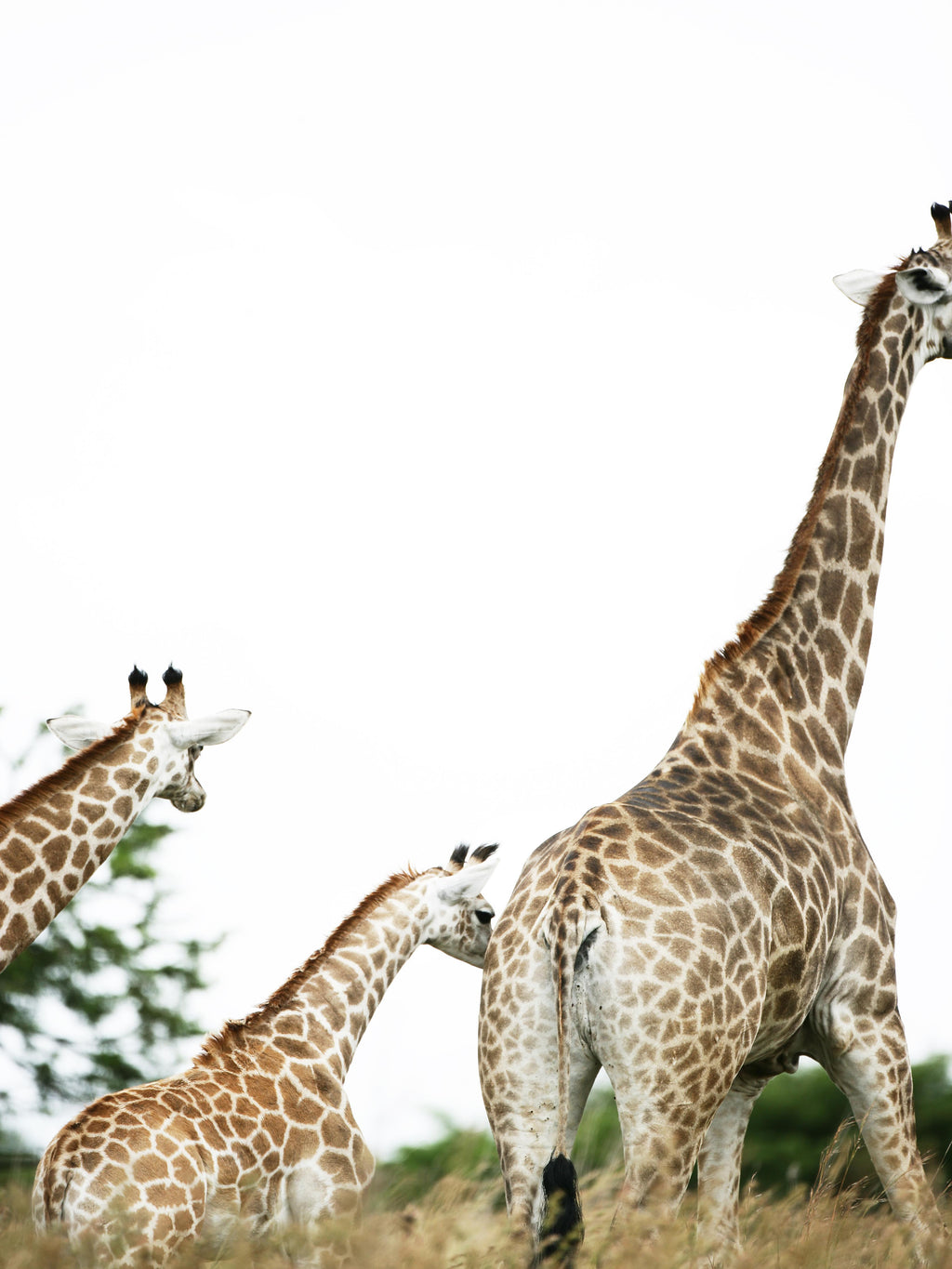 Wandbild-Giraffen Familie - hell