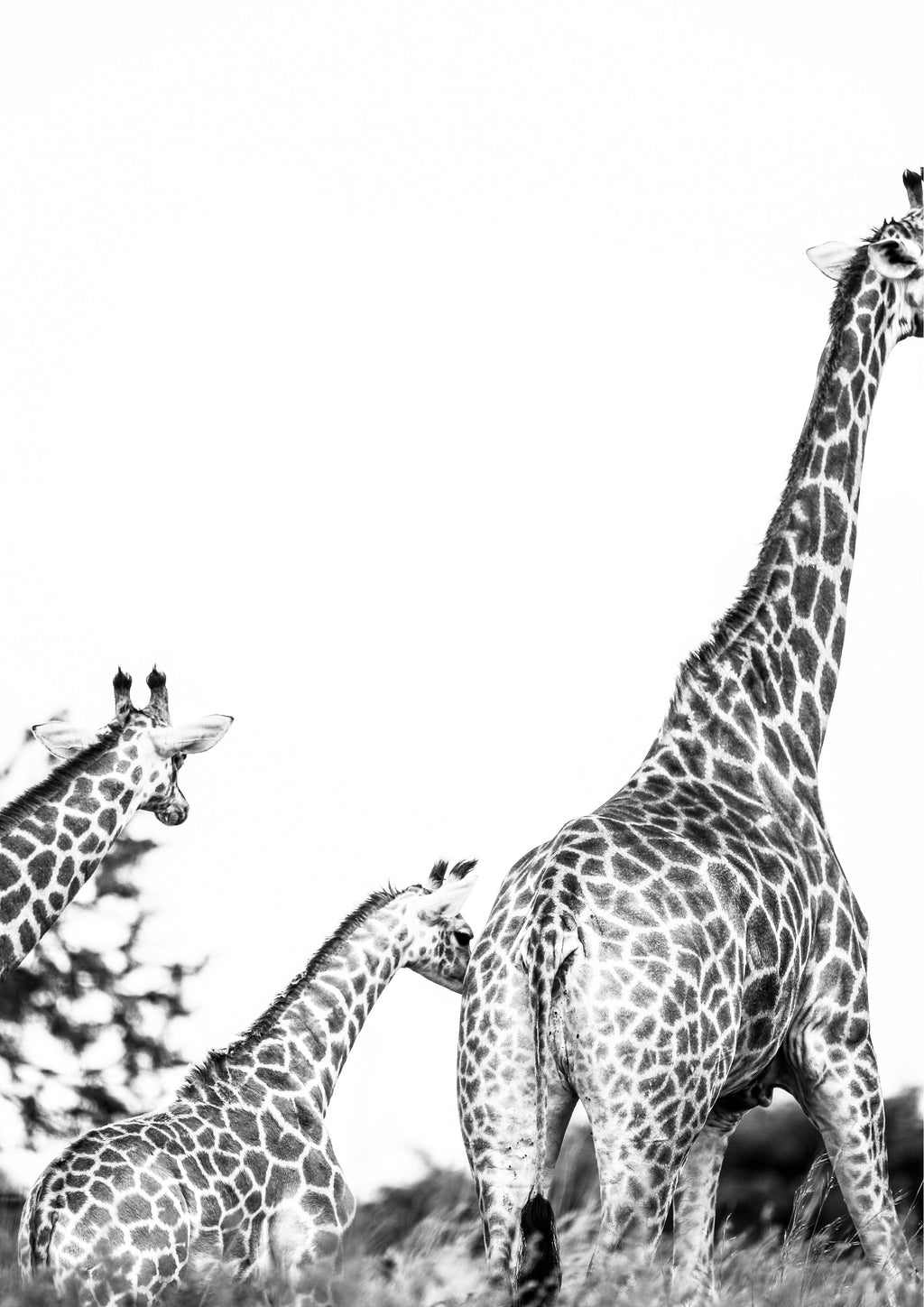 Wandbild-Giraffen Familie - schwarz-weiß