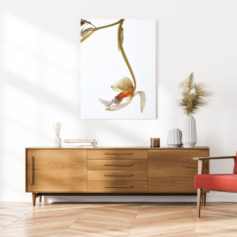 Wandbild - Helle Blume - Nahaufnahme an cremefarbener Wand über klassischer Holzkommode