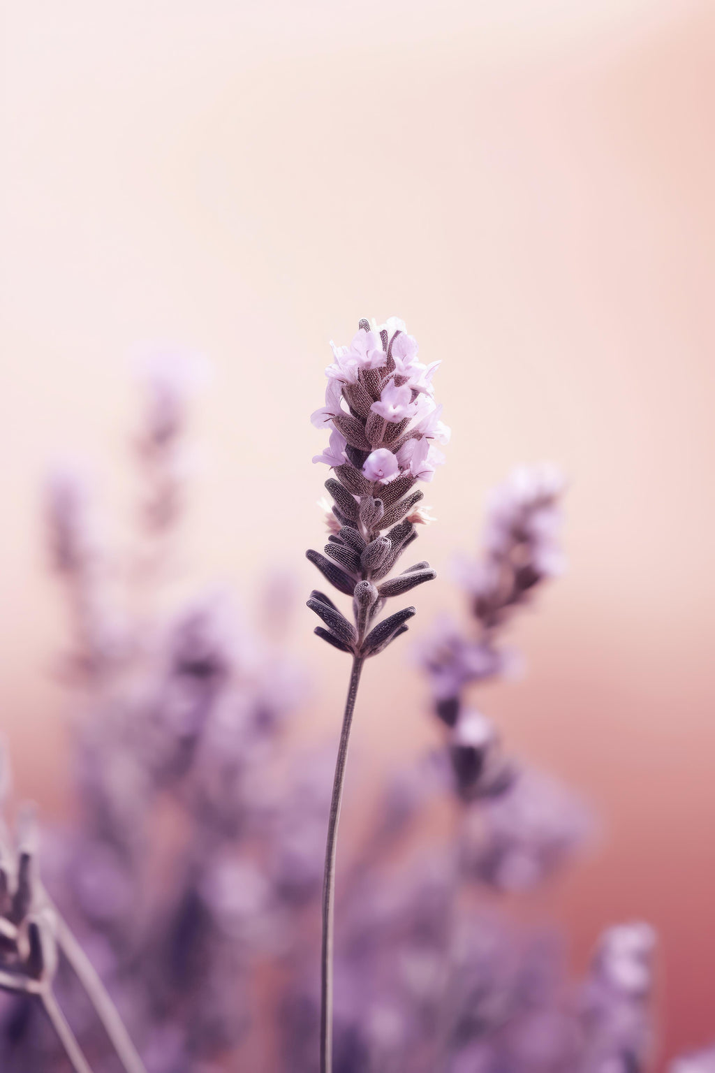 Wandbild-Lavendel - Nahaufnahme