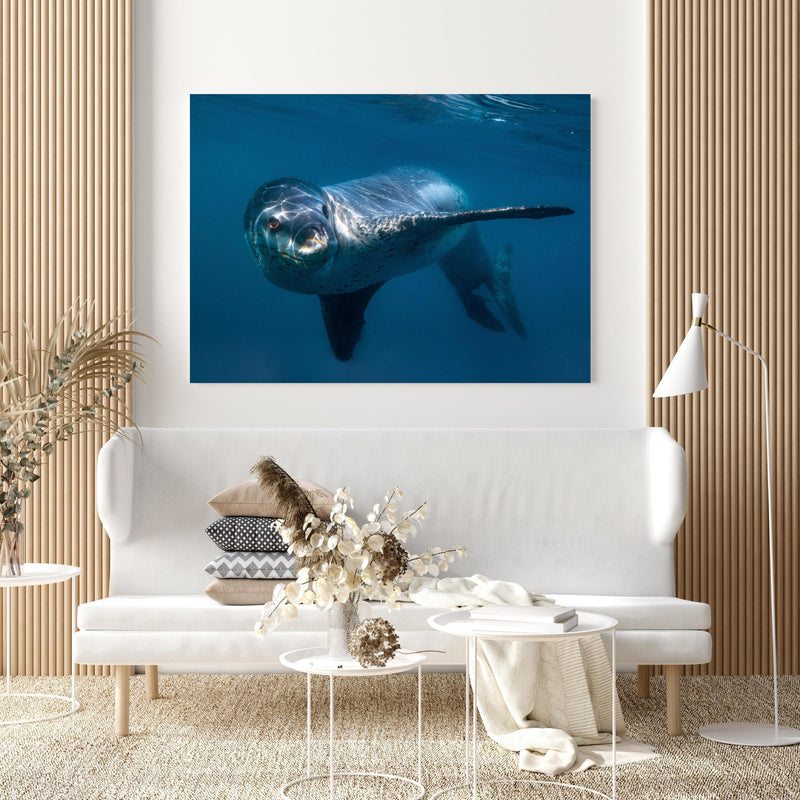 Wandbild - Leopardenrobbe alleine unter Wasser im Ozean in extravagant gestaltetem Raum mit minimalistischer Couch-quadratisch