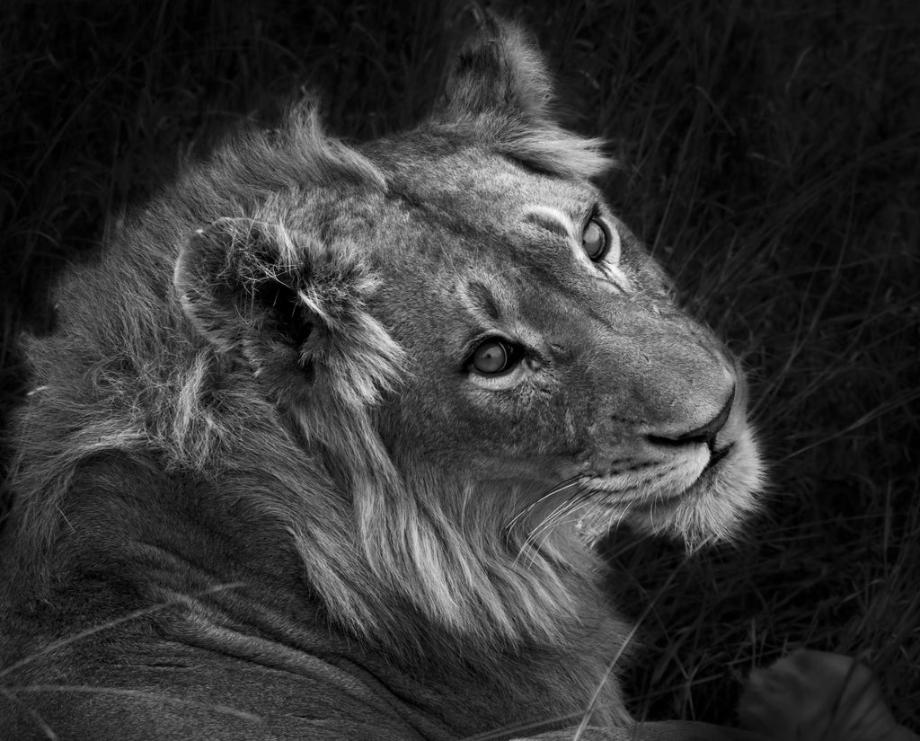 Wandbild-Löwen Portrait - Schwarz-weiß