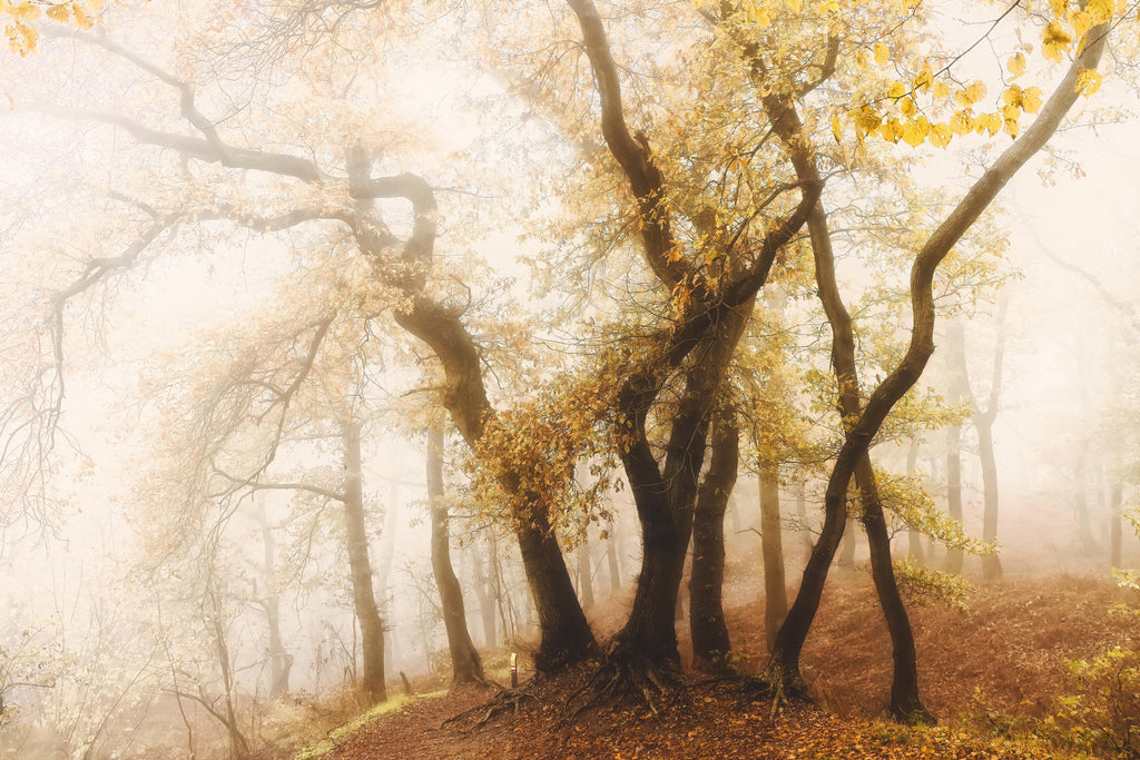 Wandbild-Nebeliger Wald im Herbst