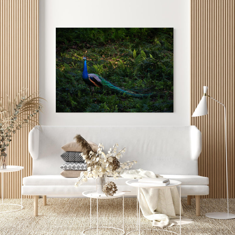 Wandbild - Pfau in freier Natur in extravagant gestaltetem Raum mit minimalistischer Couch-quadratisch