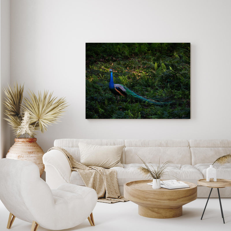 Wandbild - Pfau in freier Natur in exotisch eingerichtetem Wohnzimmer über gemütlicher Couch