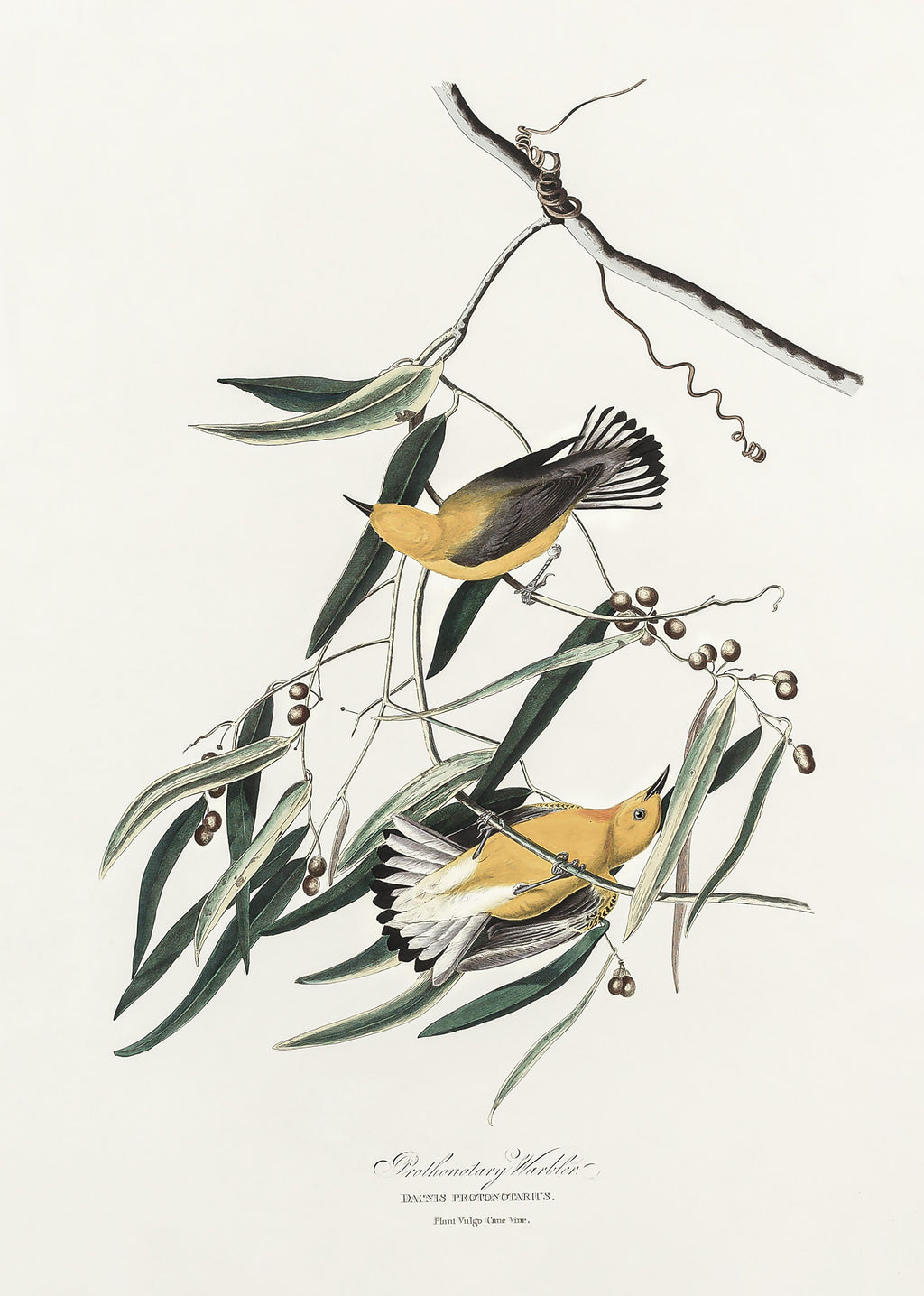 Wandbild-Singvogel Portrait - John James Audubon
