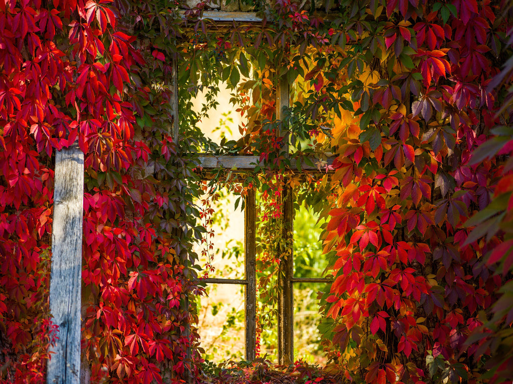 Wandbild-Verwachsenes Fenster mit roten Blättern