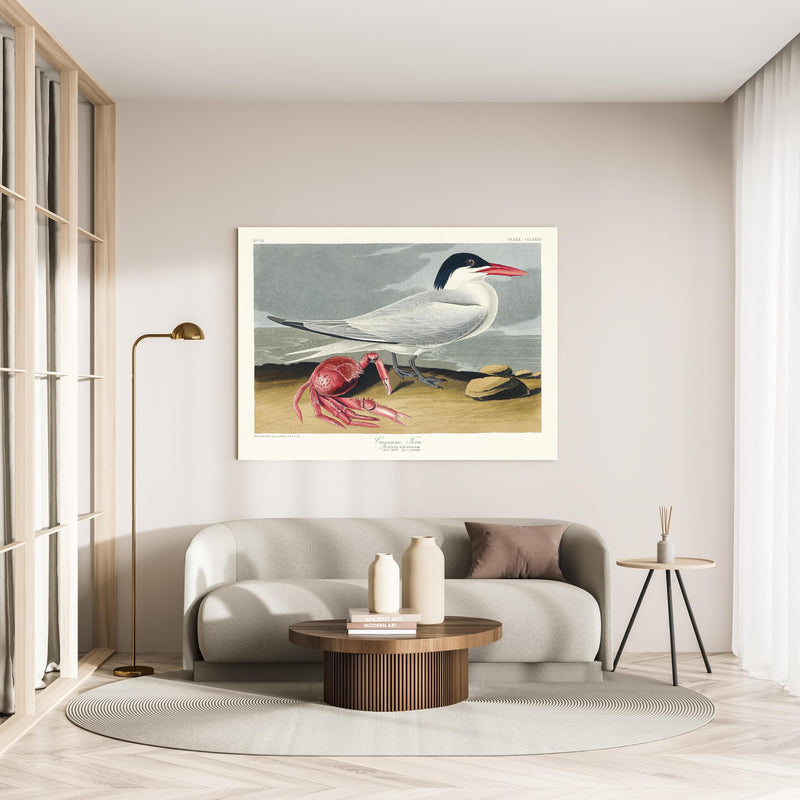 Wandbild - Vogel Portrait - Robert Havell in minimalistisch eingerichtetem cremefarbenen Wohnzimmer