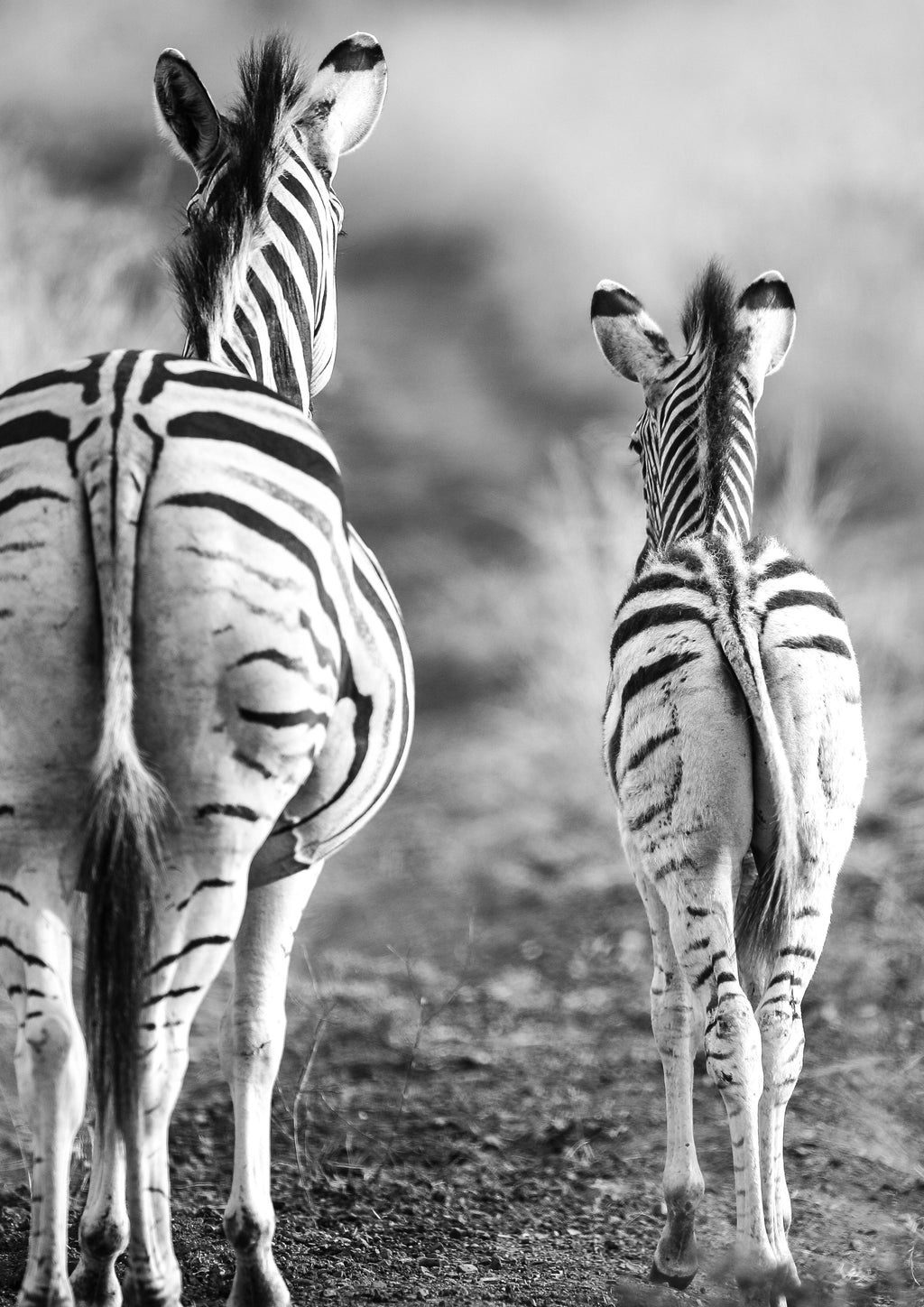Wandbild-Zebra - schwarz-weiß