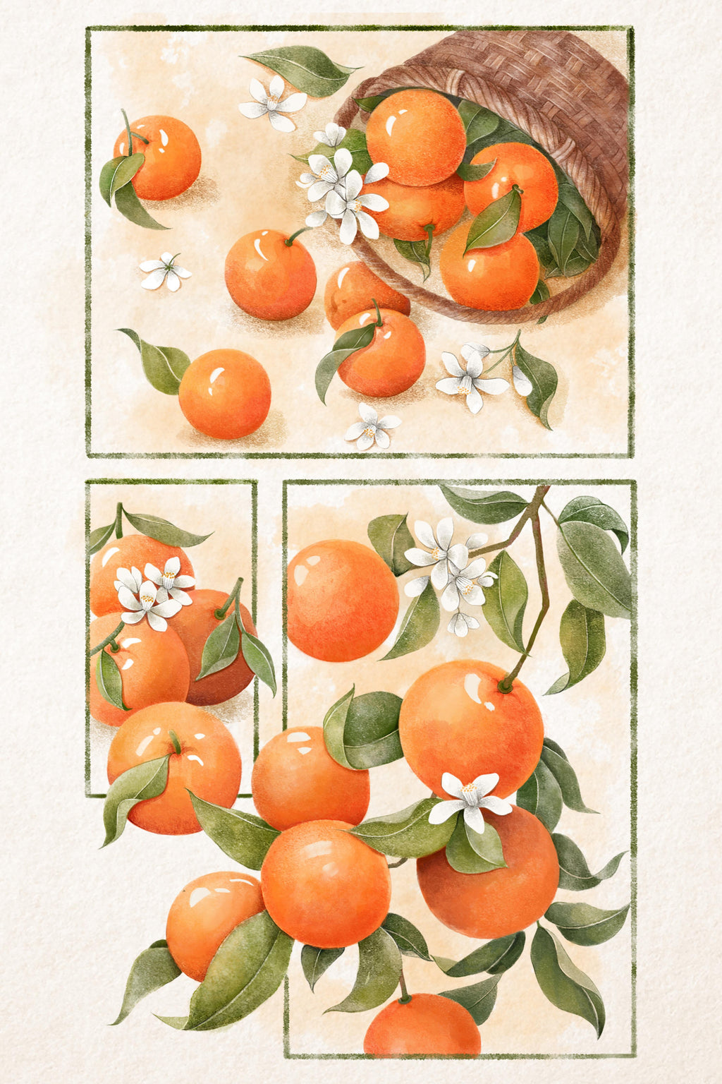 Wandbild-Zitrusfrüchte - Orange