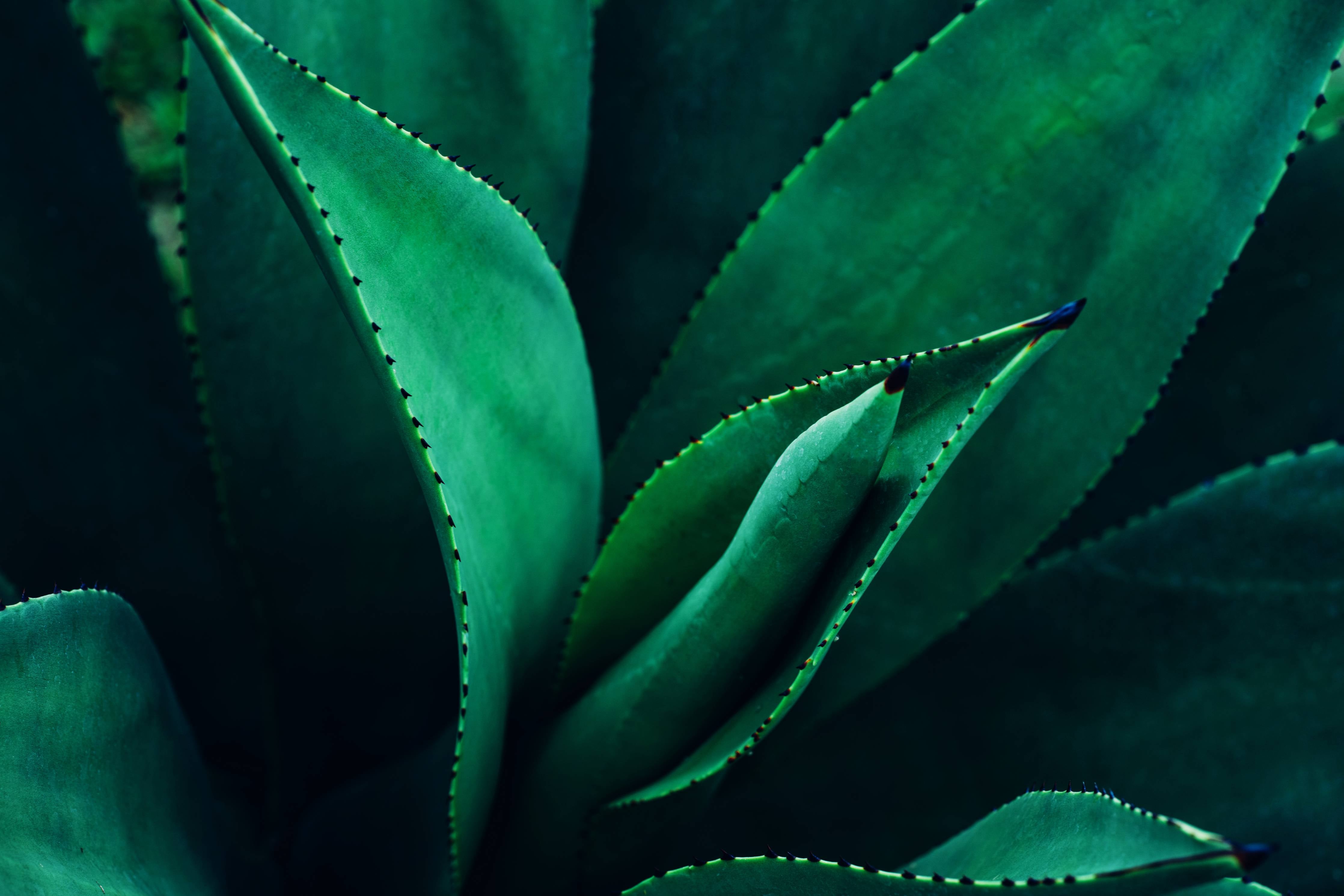 Wandverkleidung Bad-Agave Kaktus - Nahaufnahme