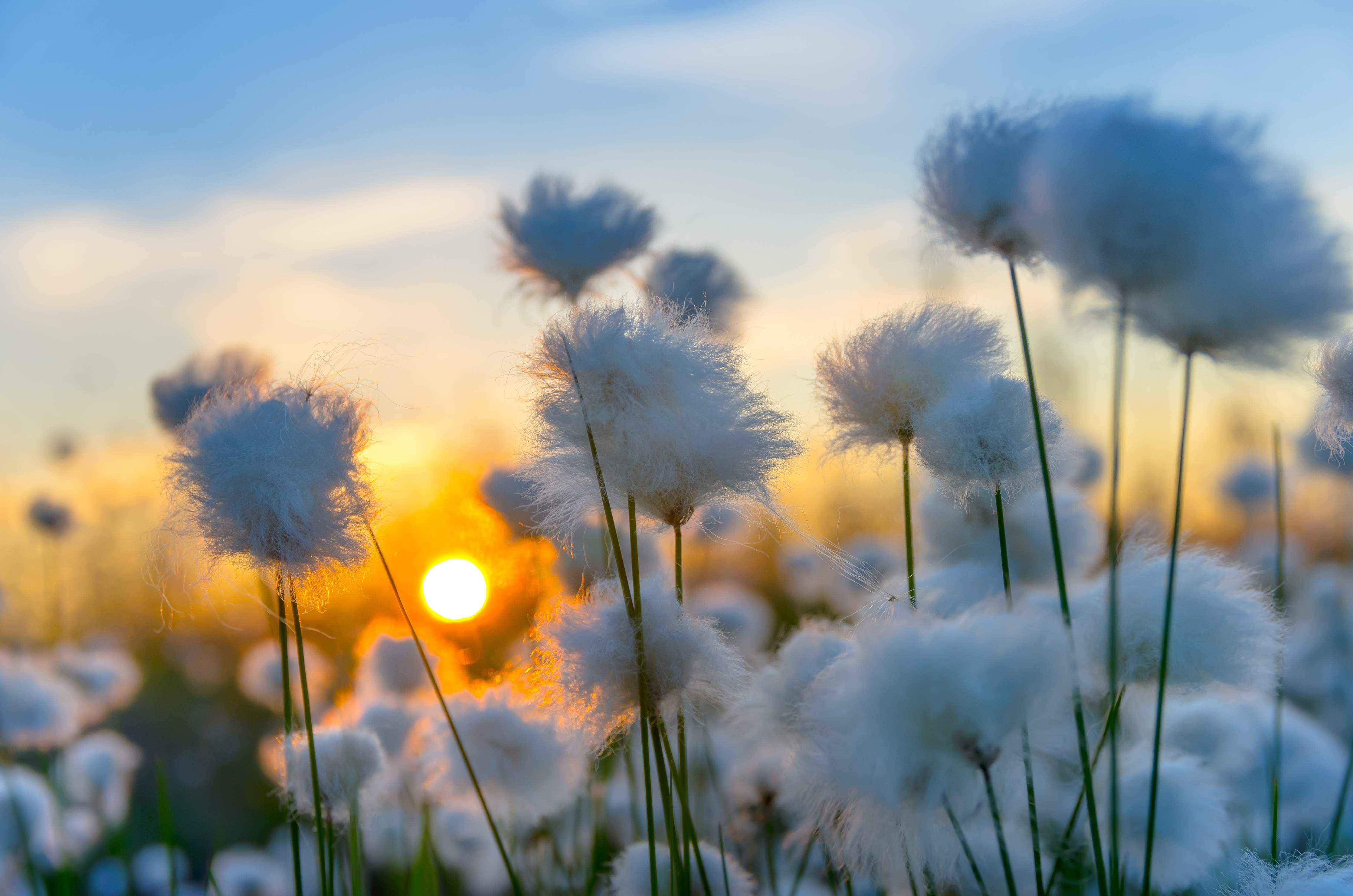Wandverkleidung Bad-Baumwollgras bei Sonnenuntergang