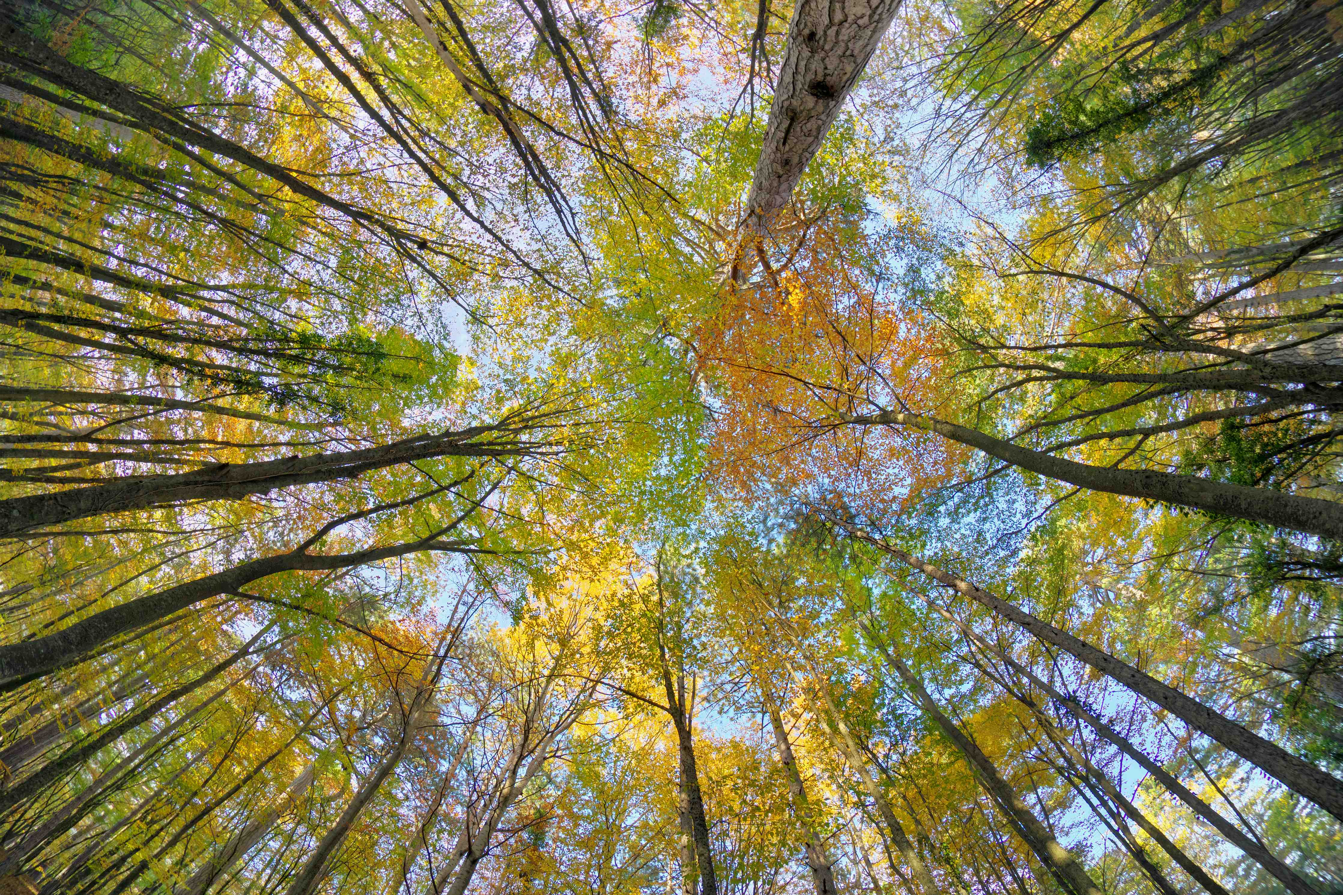 Wandverkleidung Bad-Bunte Laubbäume im Herbst, Blick nach oben