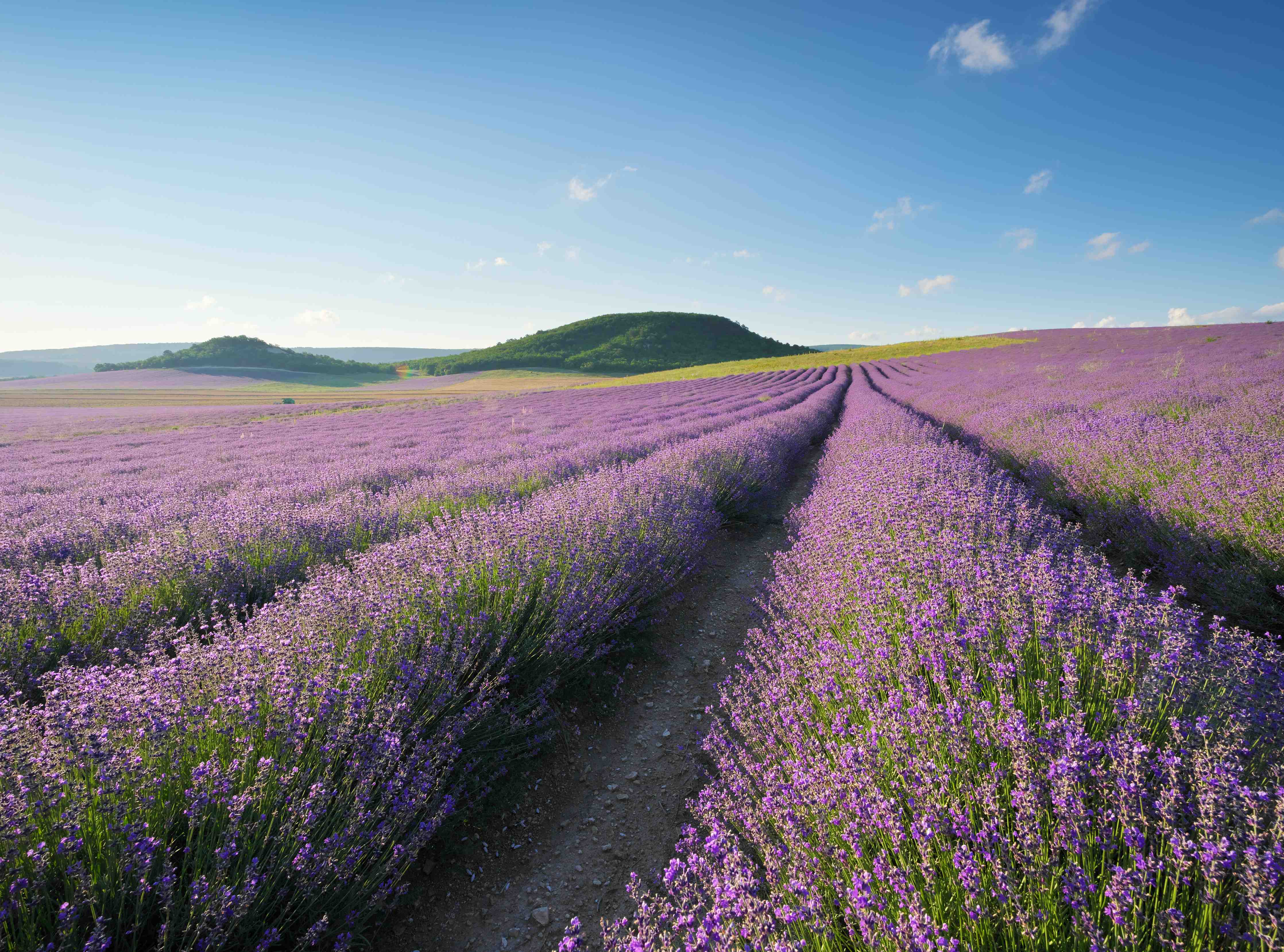 Wandverkleidung Bad-Bunte Lavendelfelder bei Sonnenschein