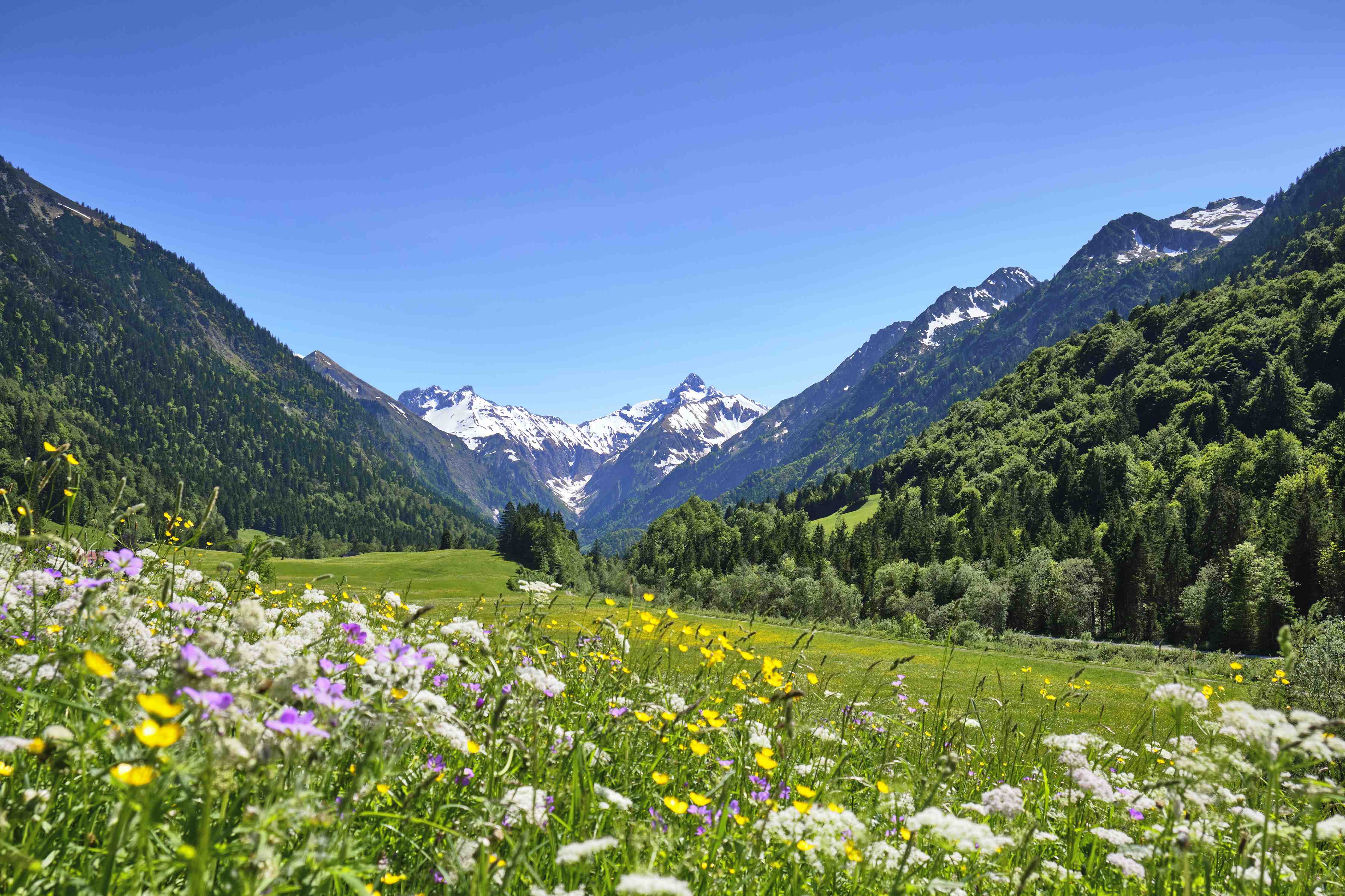 Wandverkleidung Bad-Bunte Wiese in den Alpen
