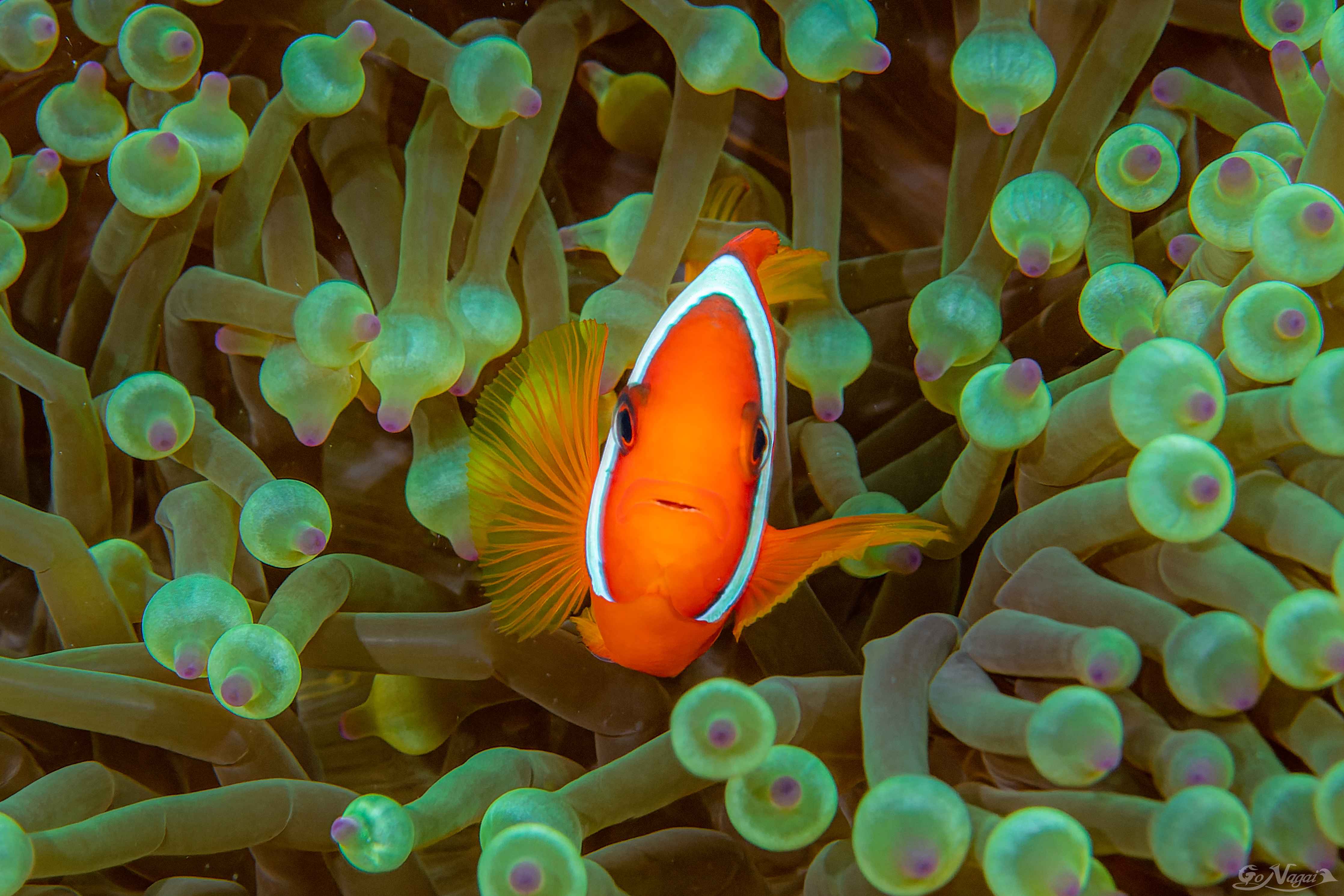 Wandverkleidung Bad-Clownfisch - Unterwasserwelt