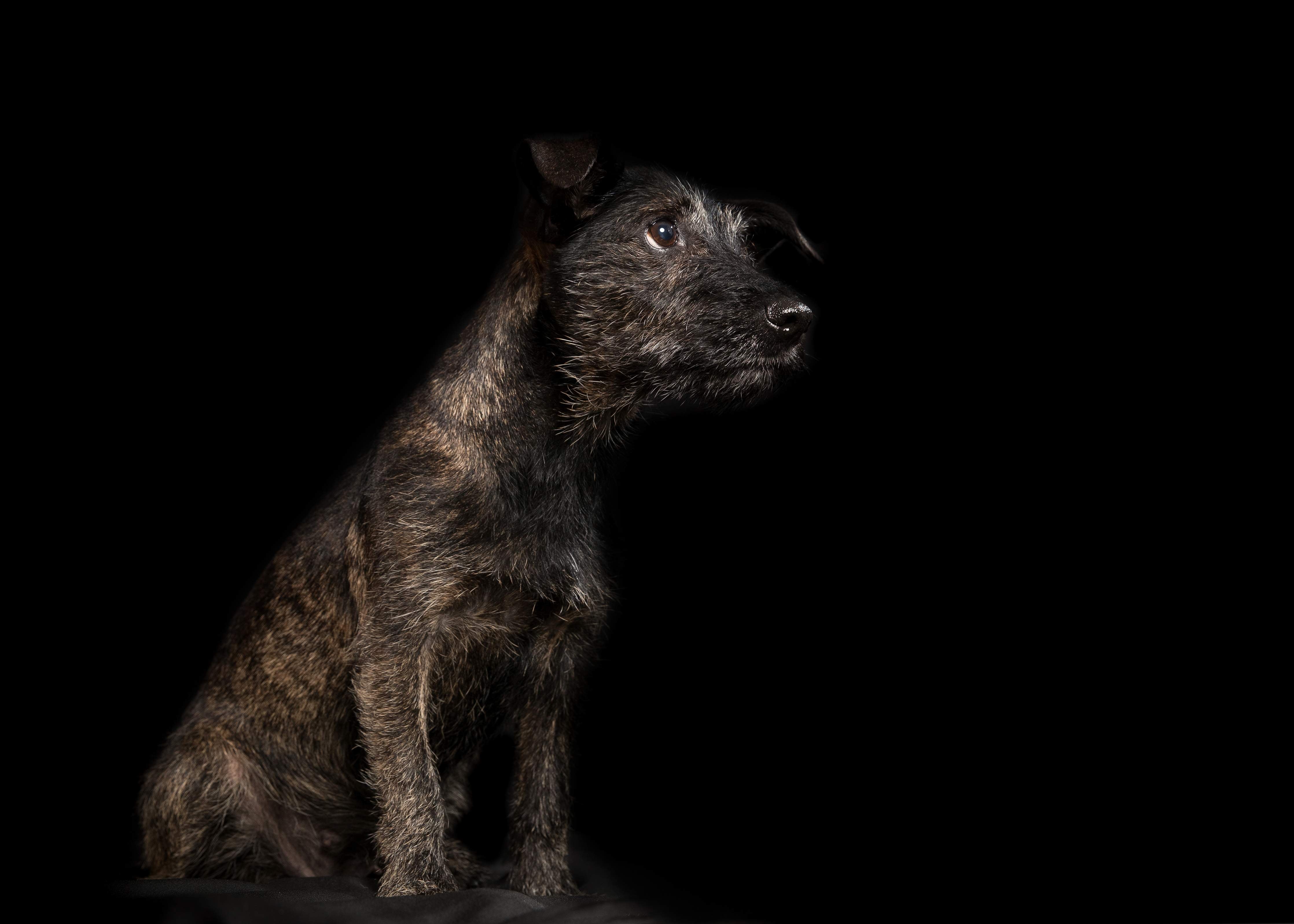 Wandverkleidung Bad-Dunkler Cairn Terrier Hund