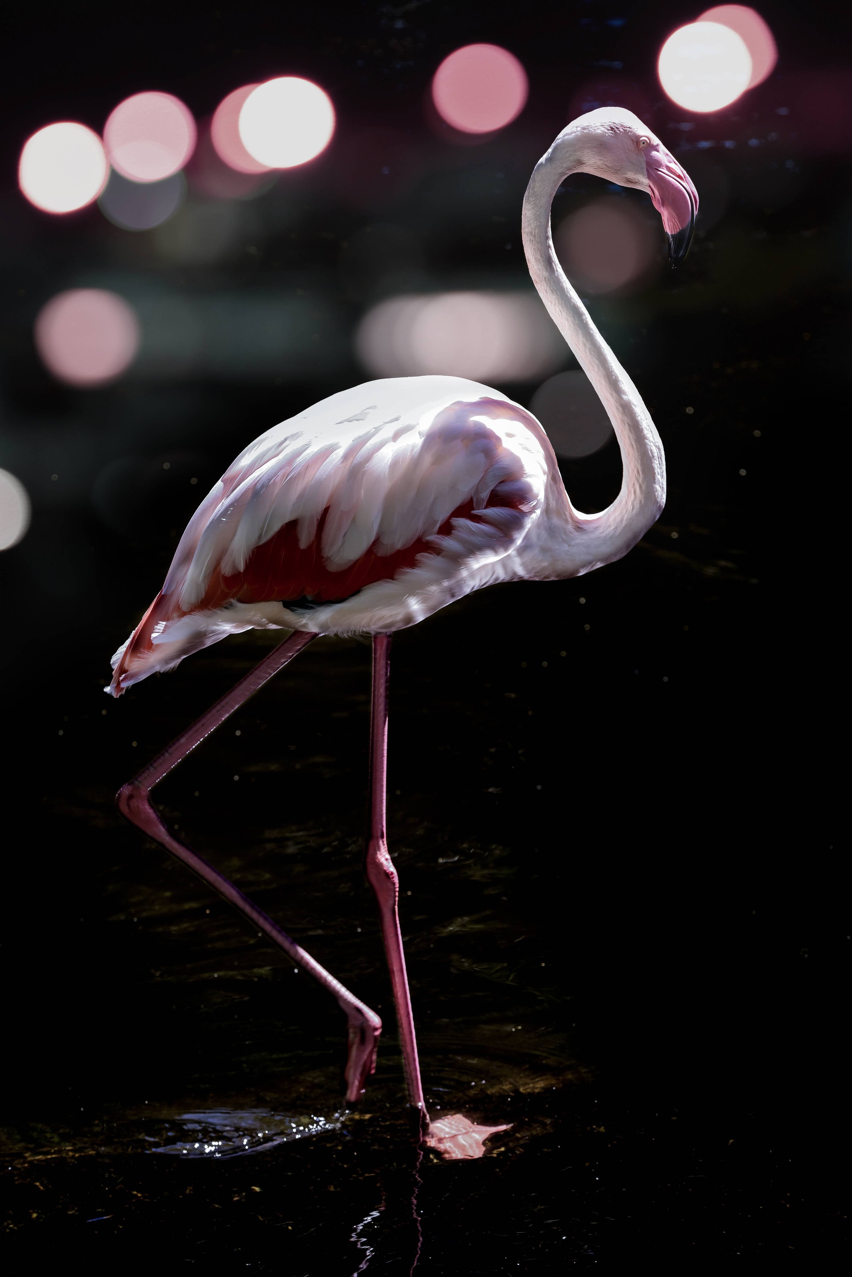 Wandverkleidung Bad-Flamingo 
