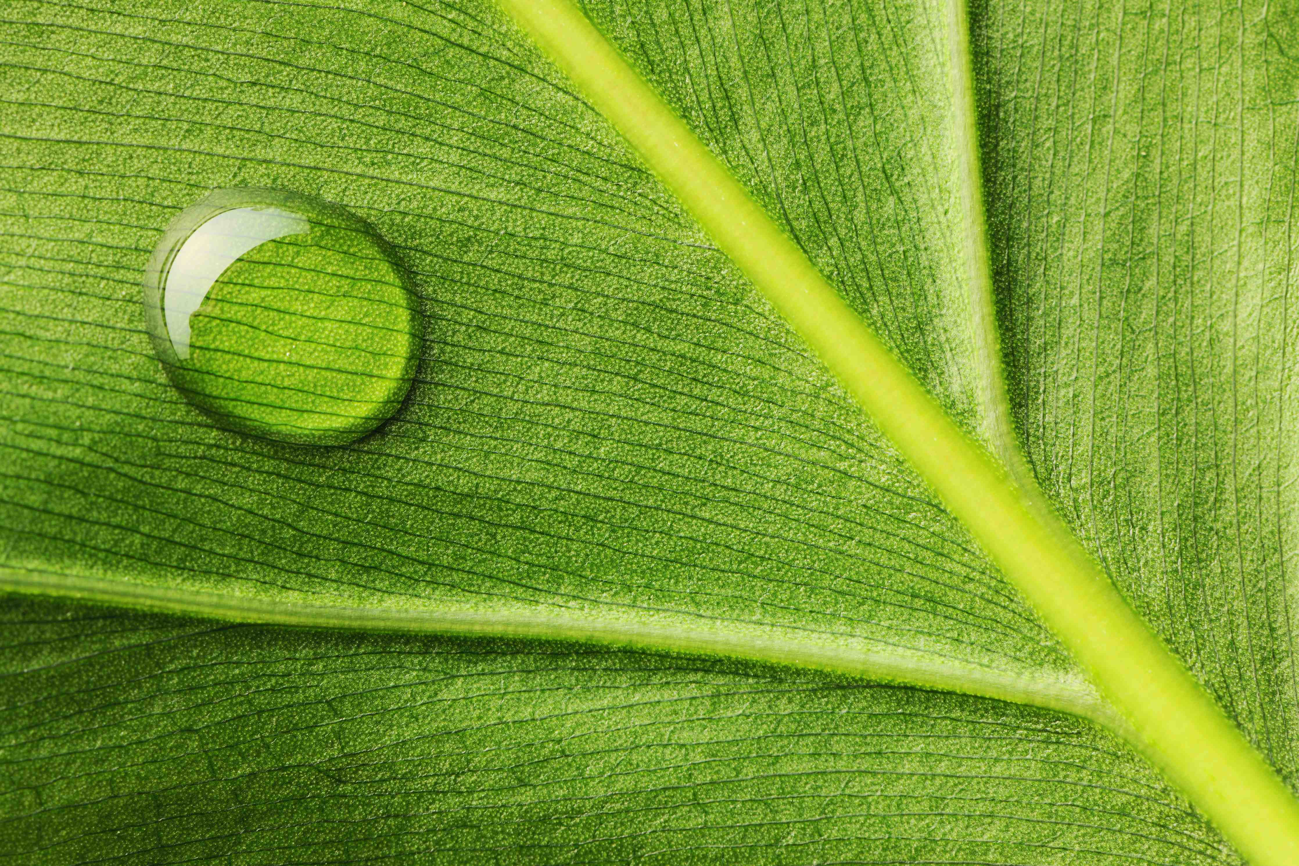 Wandverkleidung Bad-Frische Tau-Tropfen auf grüner Blättern-Texture