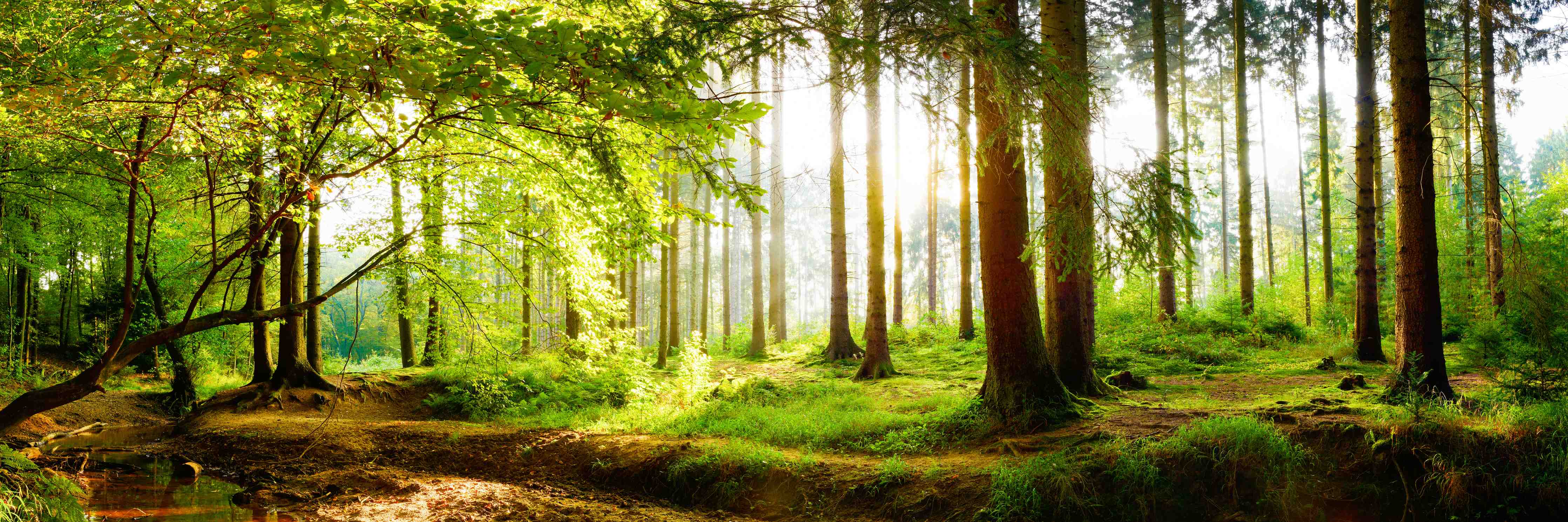Wandverkleidung Bad-Frühlingswald mit Sonnenschein