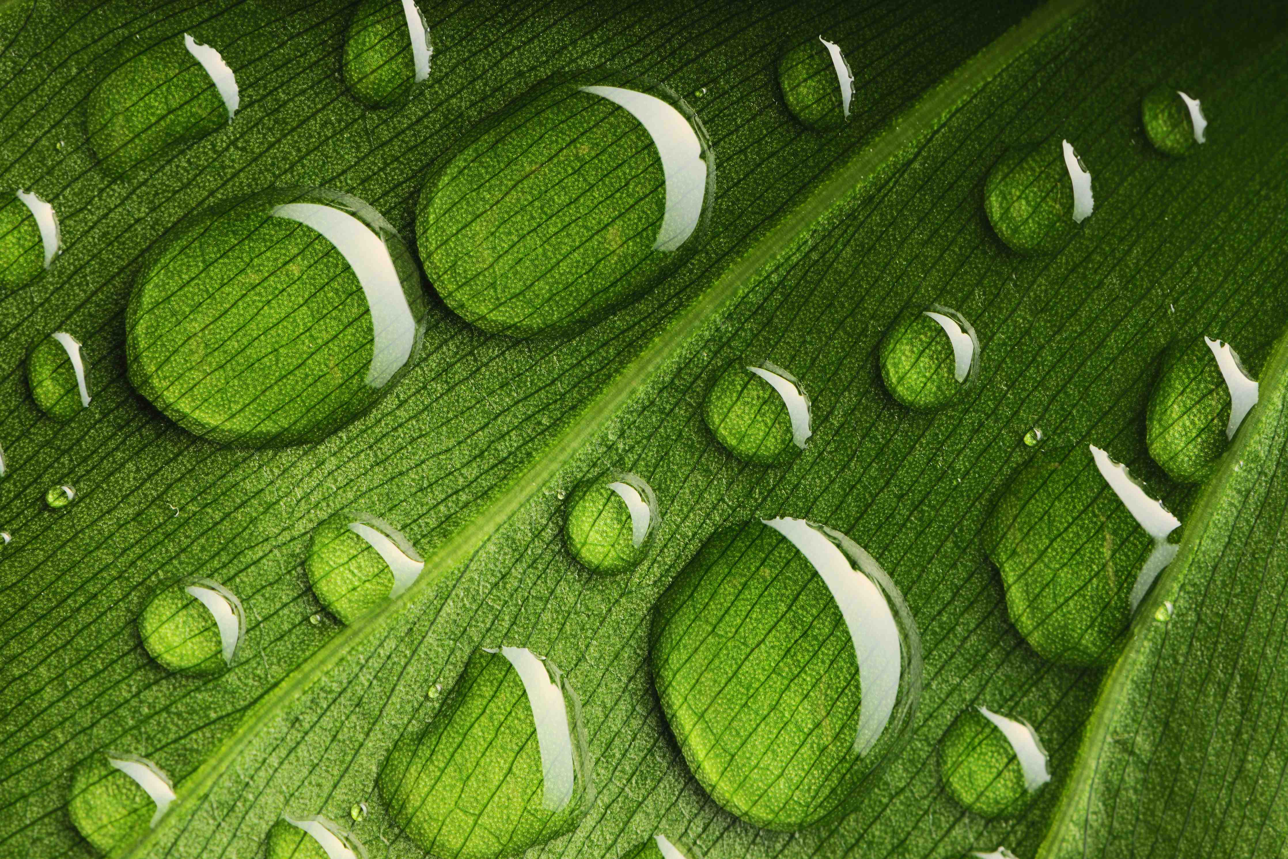 Wandverkleidung Bad-Graue Blätter im Morgentau