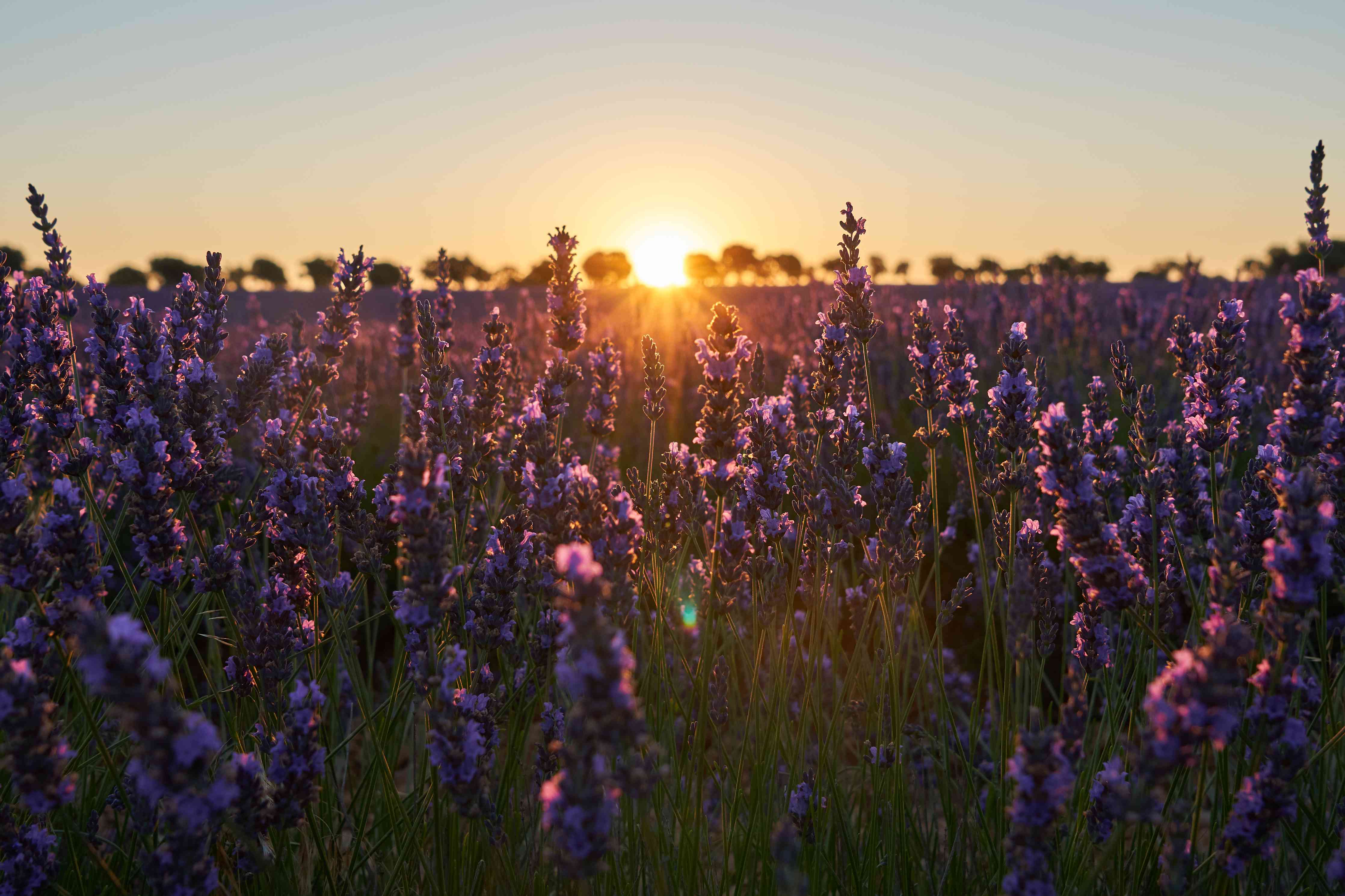 Wandverkleidung Bad-Graues Lavendel im Abendlicht