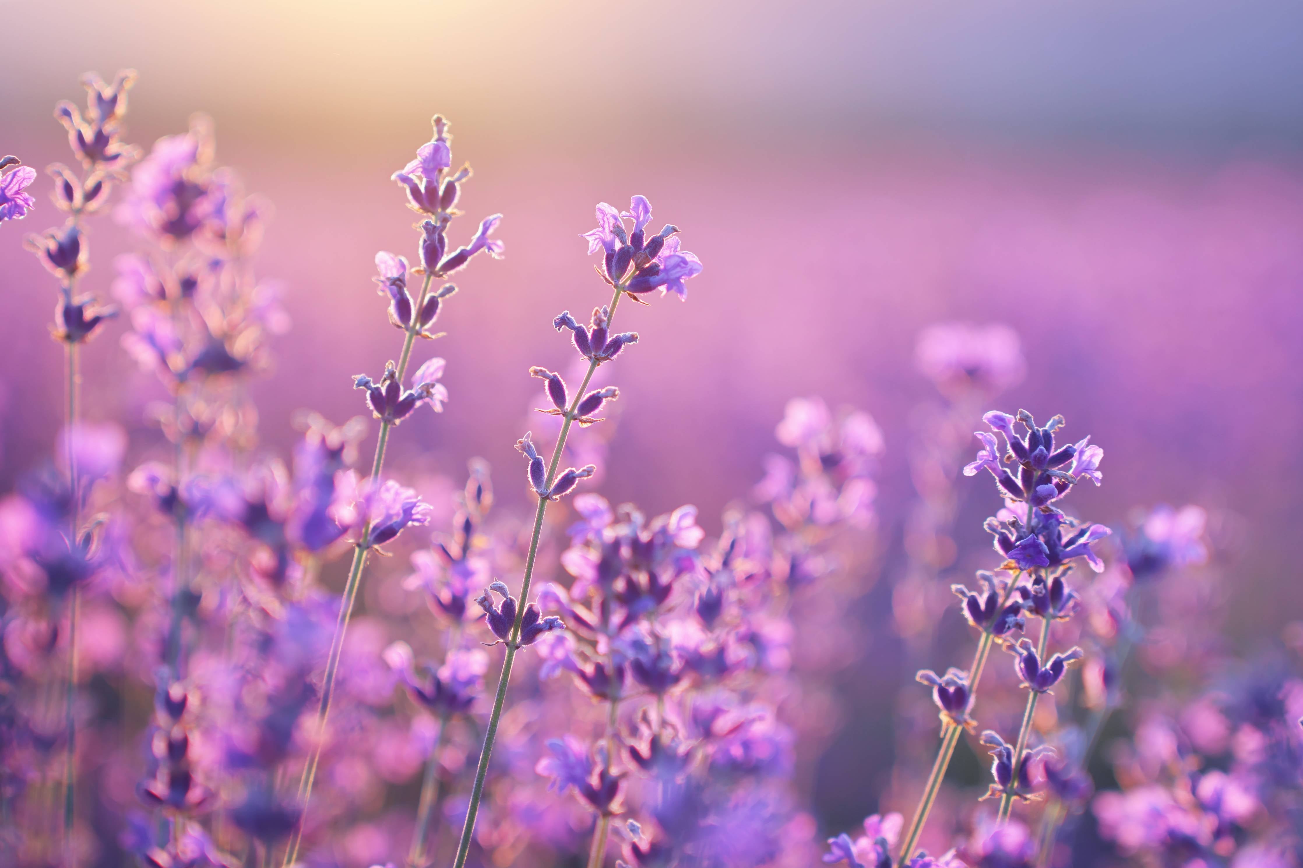 Wandverkleidung Bad-Graues Licht im Lavendel