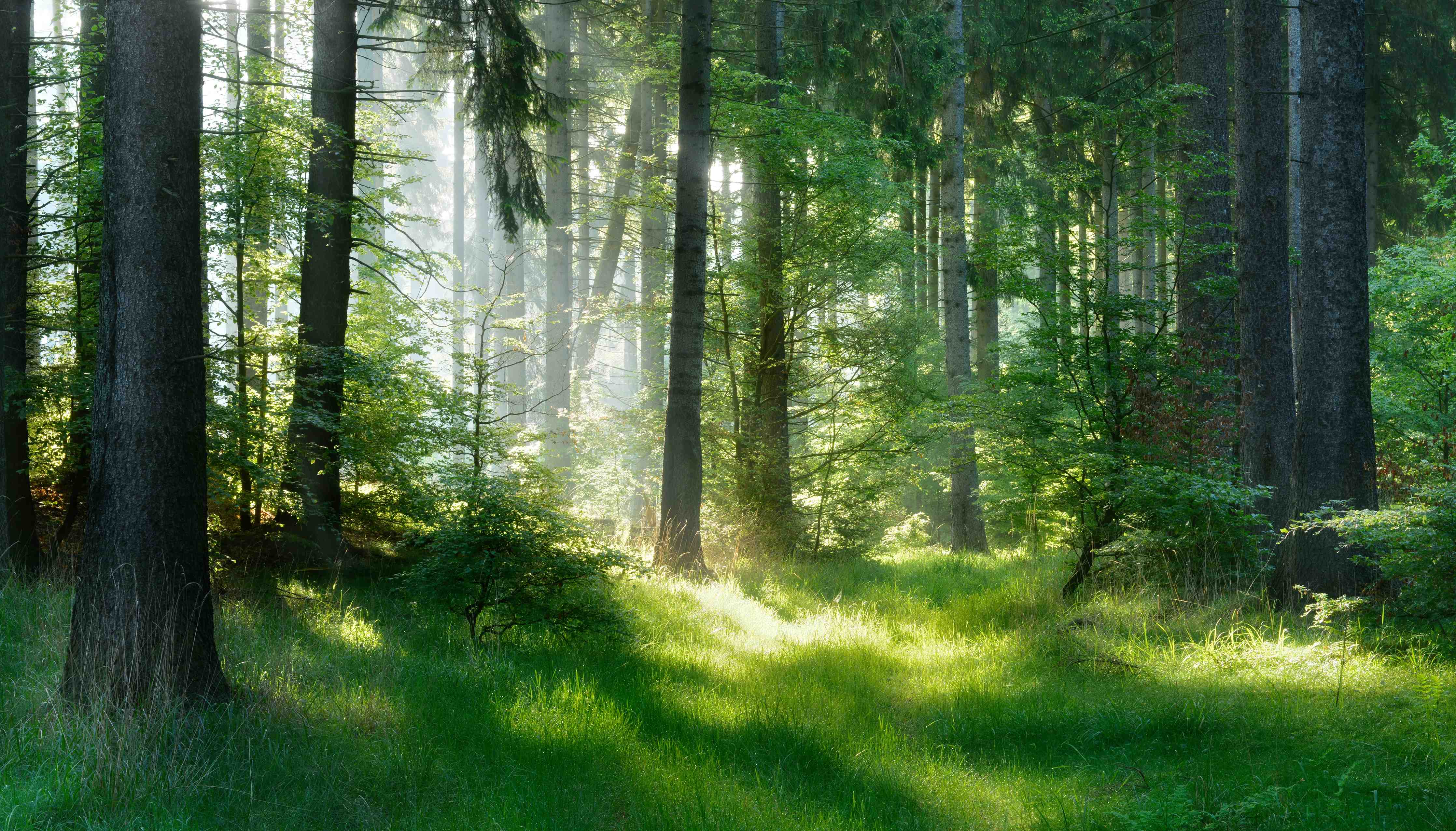 Wandverkleidung Bad-Grauweißer Sonnenfleck im Wald
