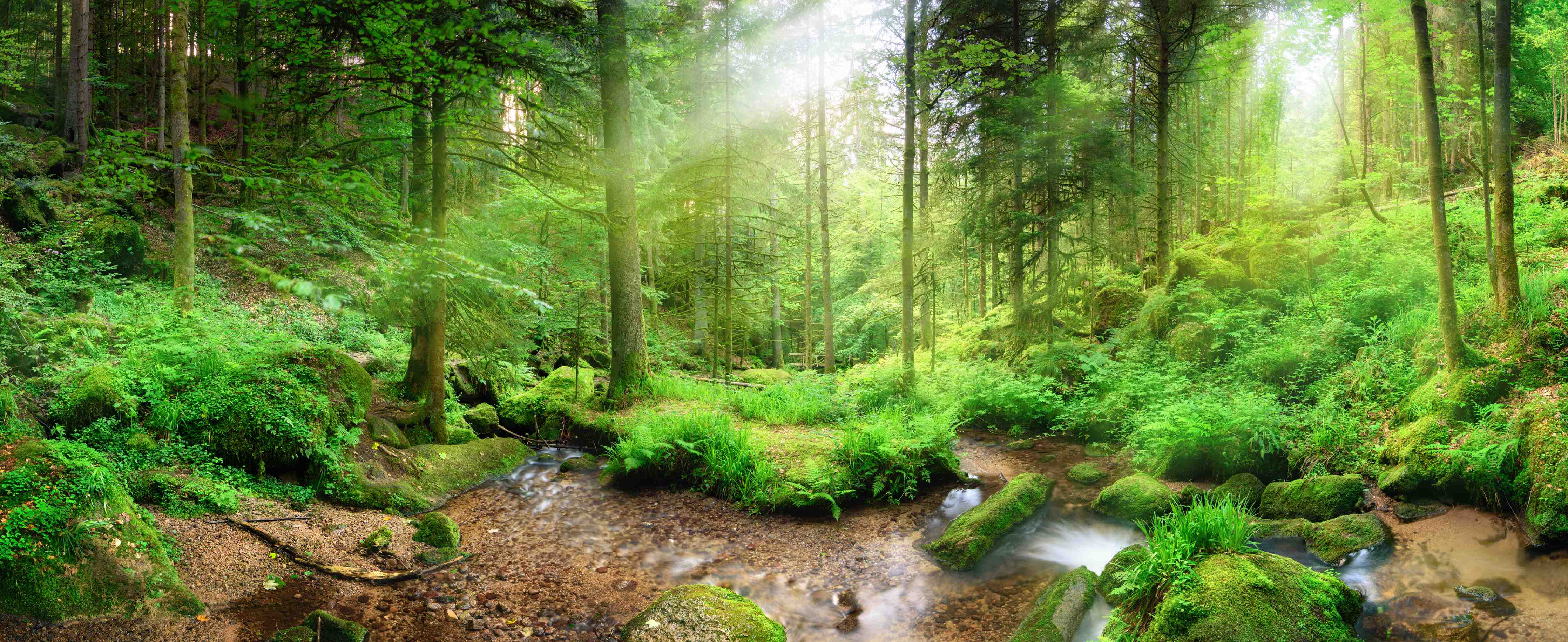 Wandverkleidung Bad-Grüner Wald mit Bach und Sonnenlicht