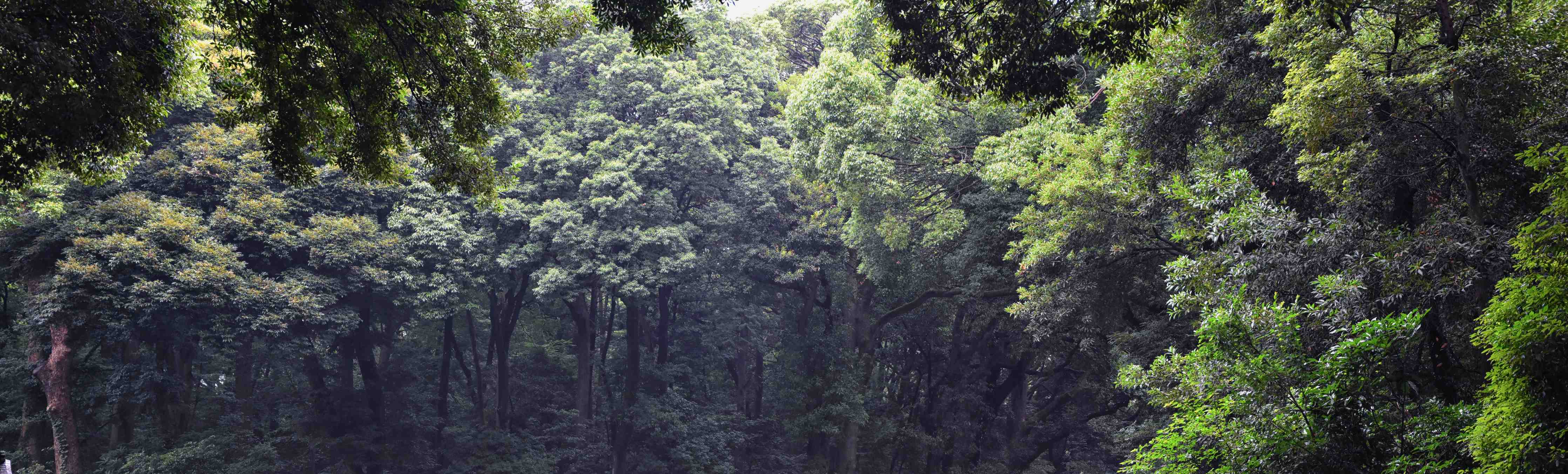 Wandverkleidung Bad-Grüner Wald mit Sonnenlicht