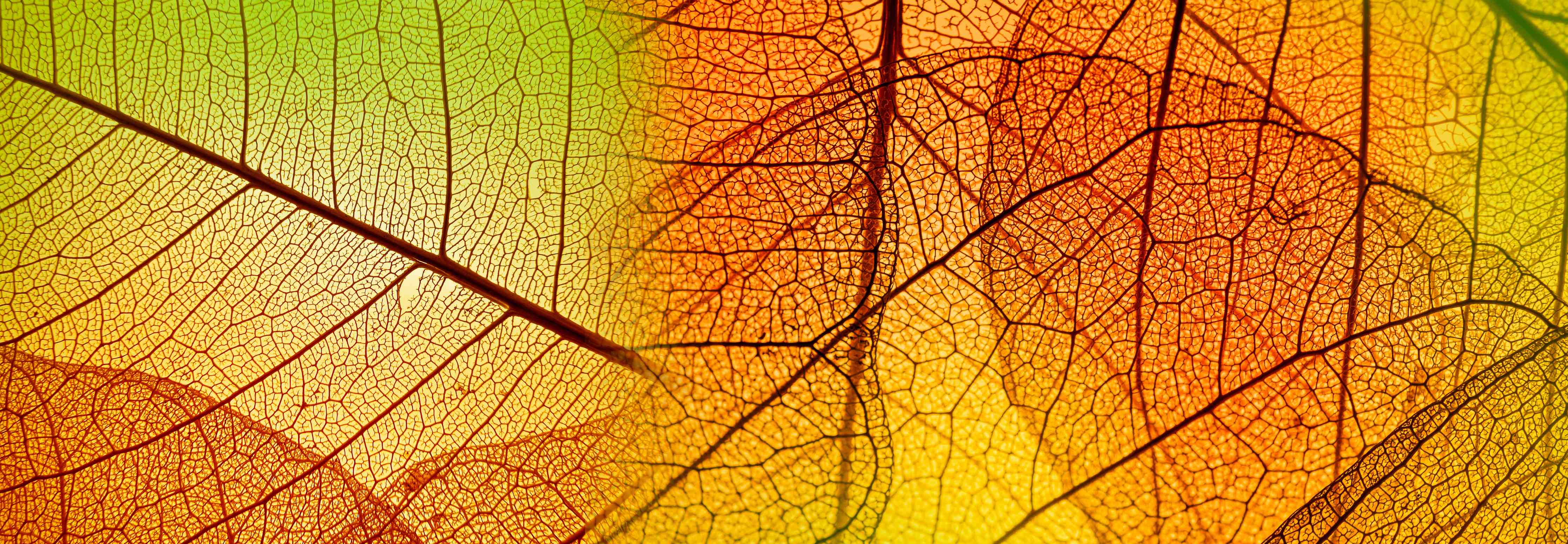 Wandverkleidung Bad-Herbstliche Blätter in warmen Farben