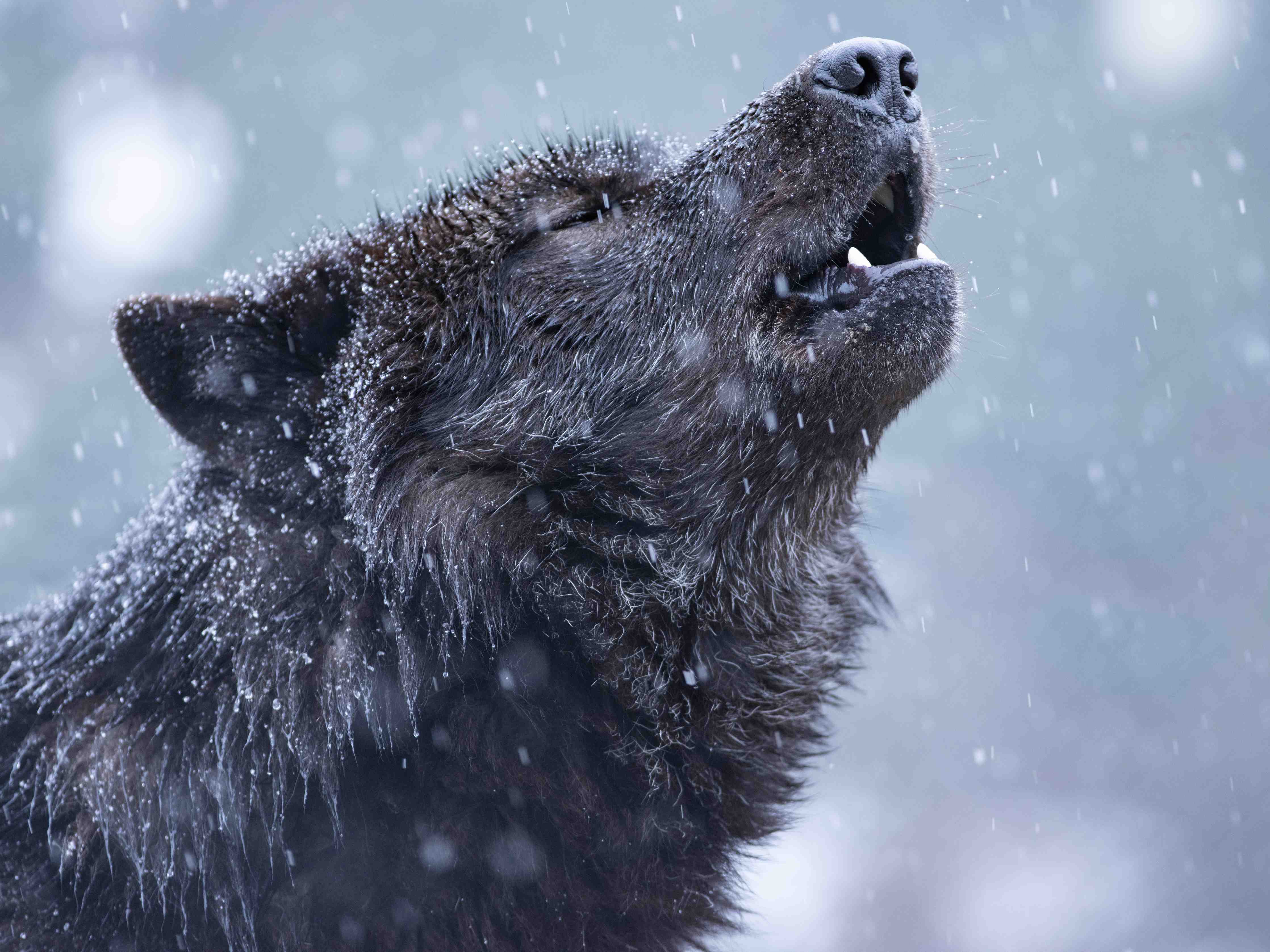 Wandverkleidung Bad-Heulender Wolf im Winter