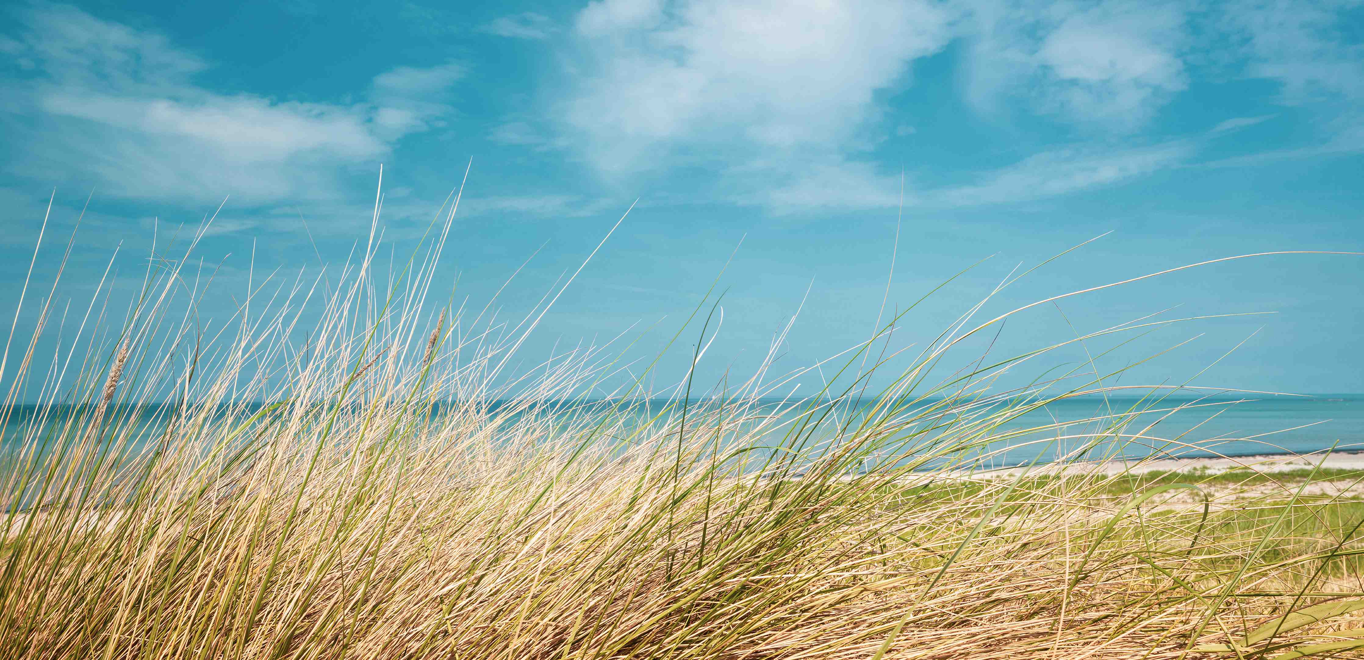 Wandverkleidung Bad-Idyllischer Strand mit blühendem Gras