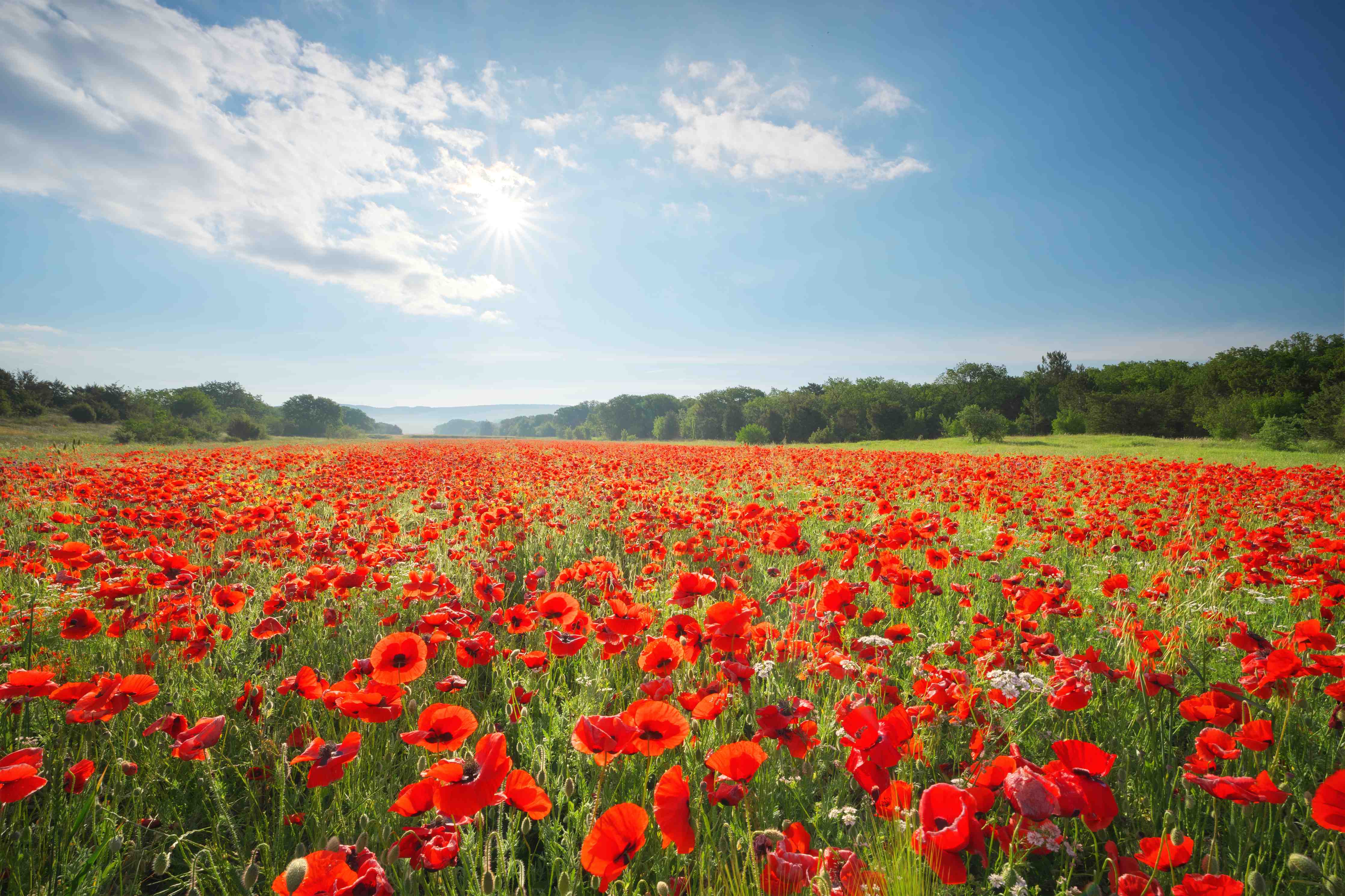 Wandverkleidung Bad-Lebendige Mohnblumenfeld bei Sonnenschein