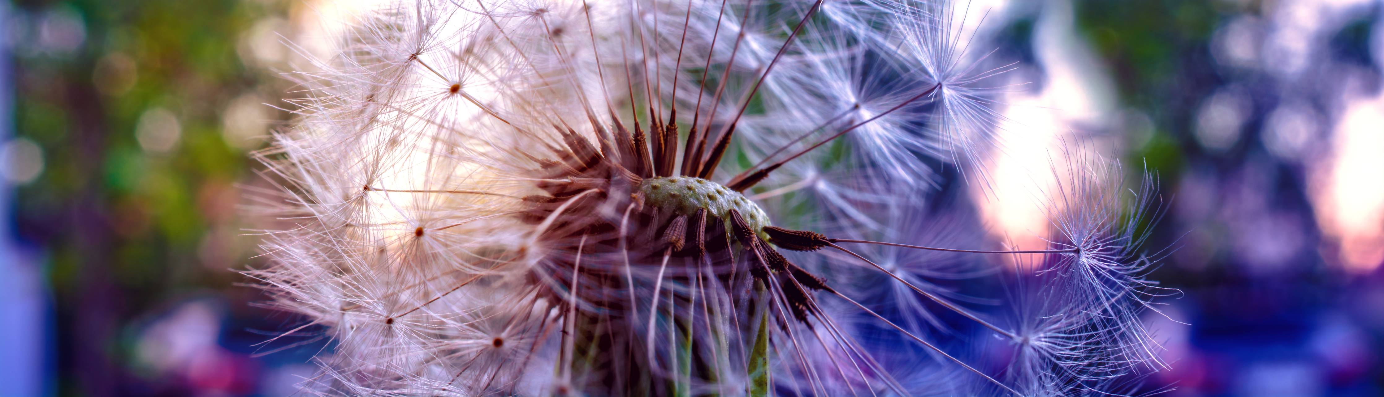 Wandverkleidung Bad-Leuchtend blaue Blume im Sonnenlicht