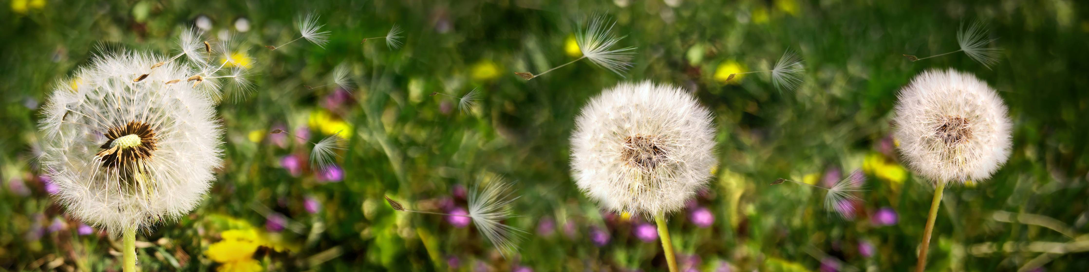 Wandverkleidung Bad-Leuchtende Blumen im Garten