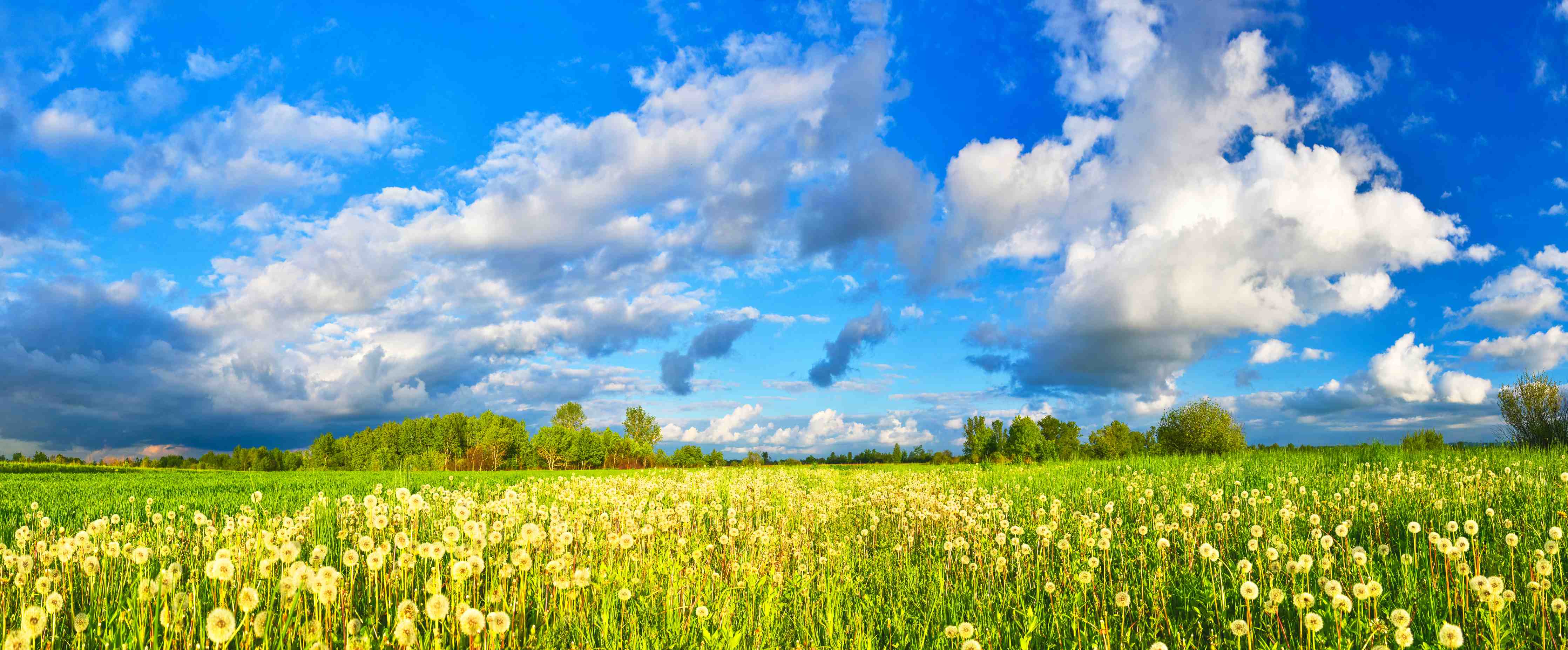 Wandverkleidung Bad-Leuchtender Frühlingshimmel über blühender Wiese