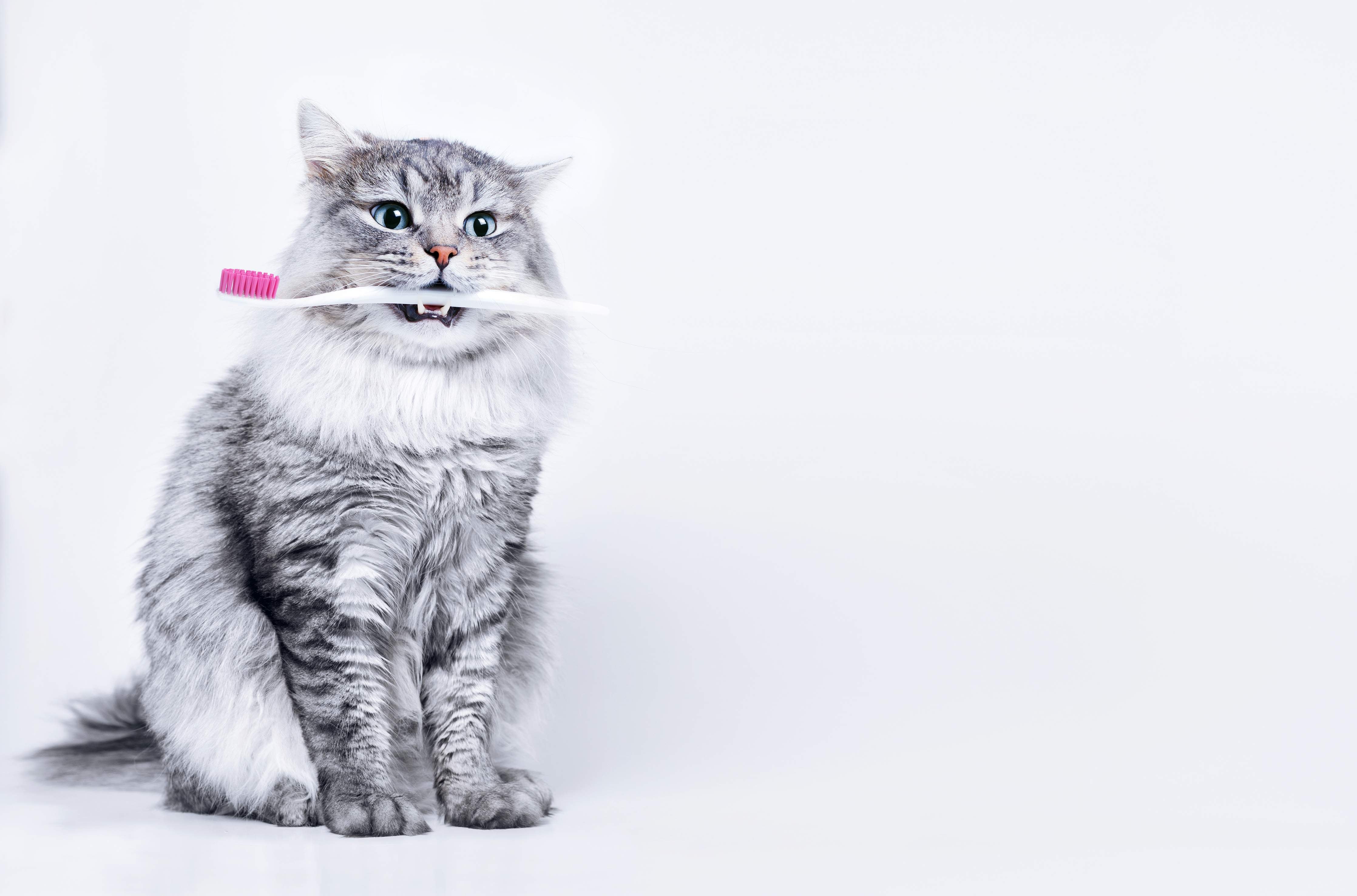 Wandverkleidung Bad-Lustige Katze mit Zahnbürste