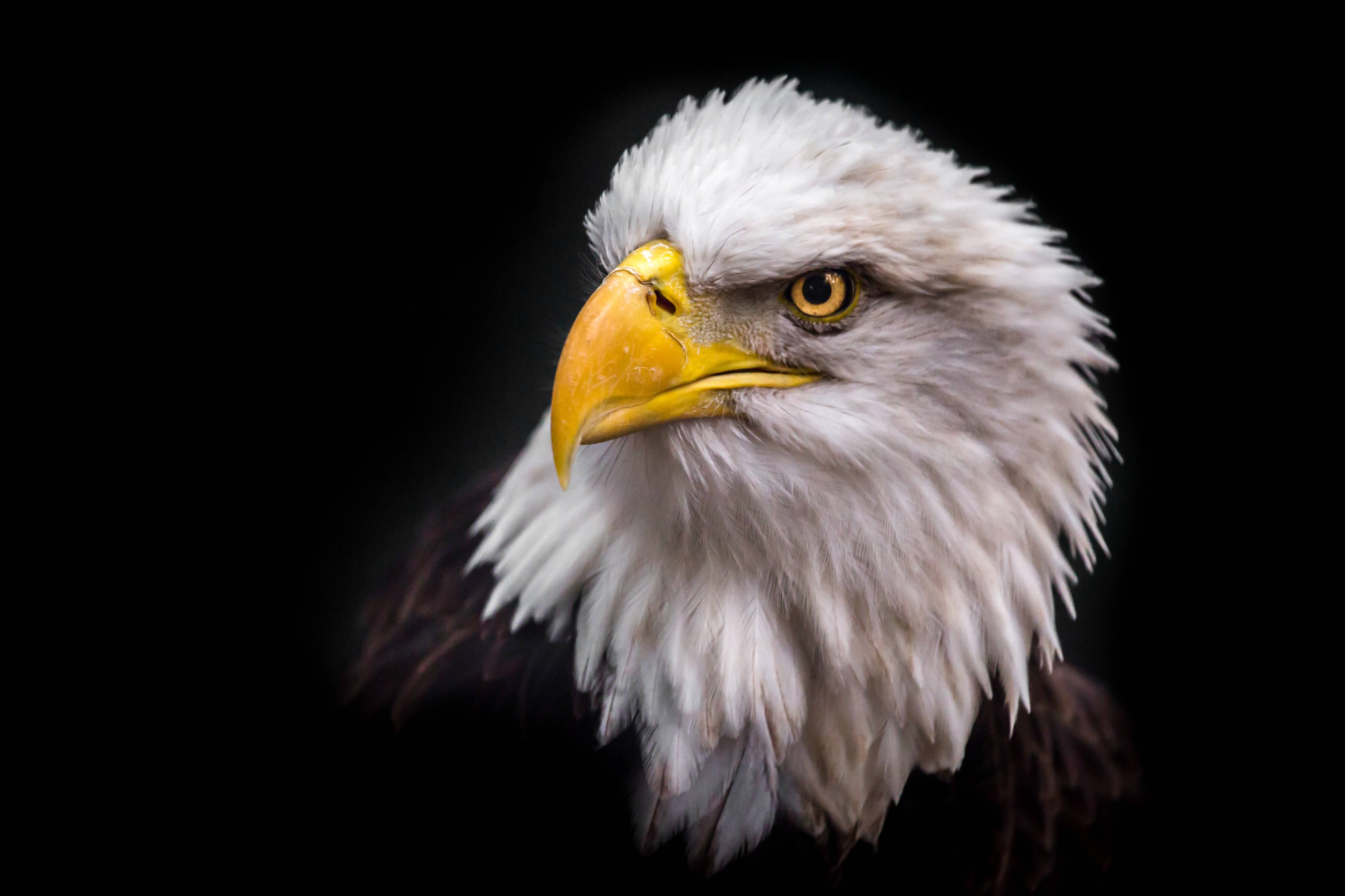 Wandverkleidung Bad-Majestätischer Adler