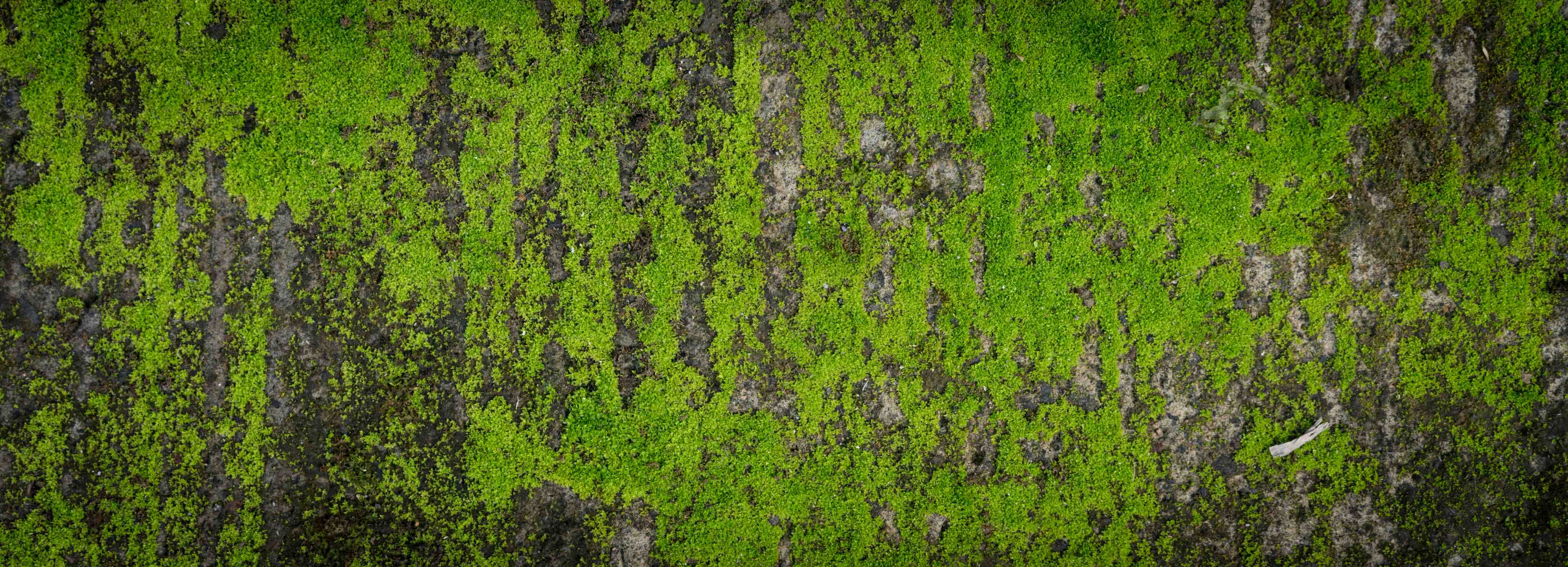 Wandverkleidung Bad-Moosbedeckter Baumstamm mit grüner Textur