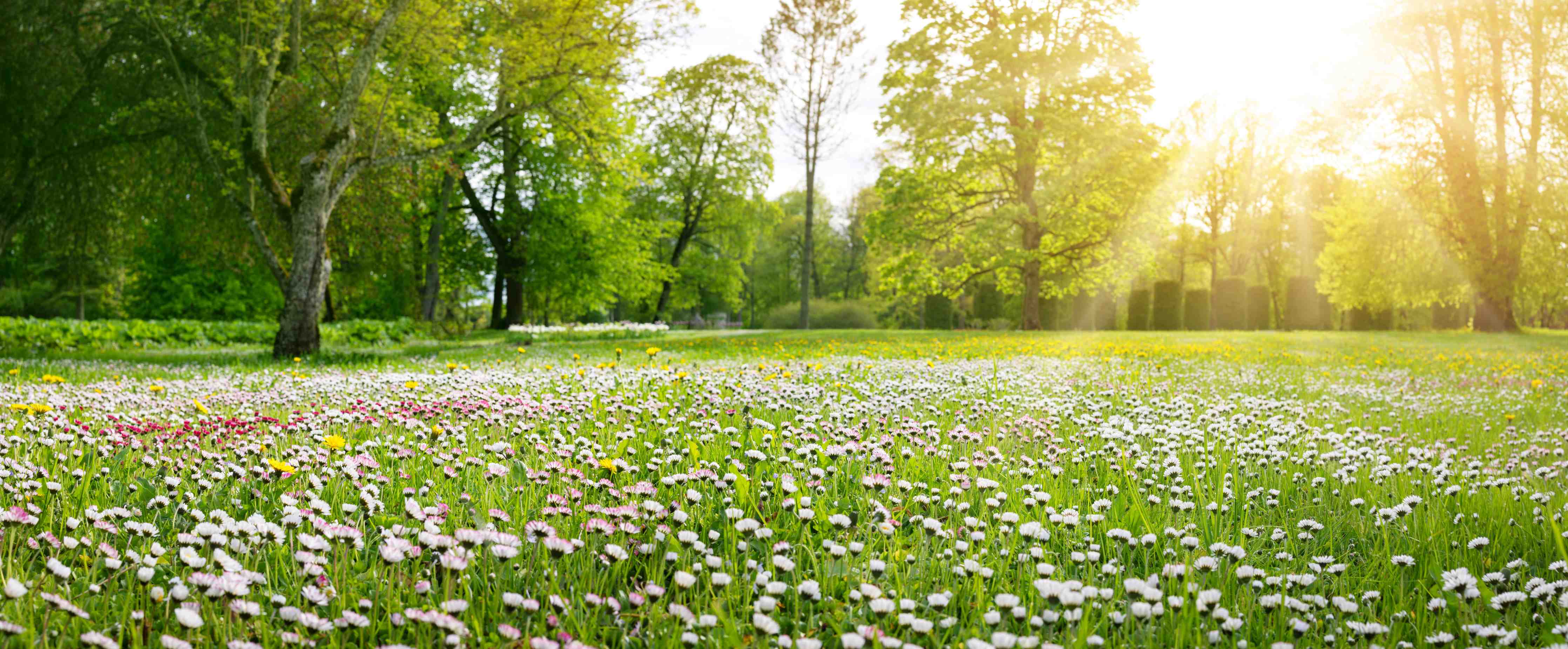 Wandverkleidung Bad-Morgens im Blütenmeer mit Sonnenlicht