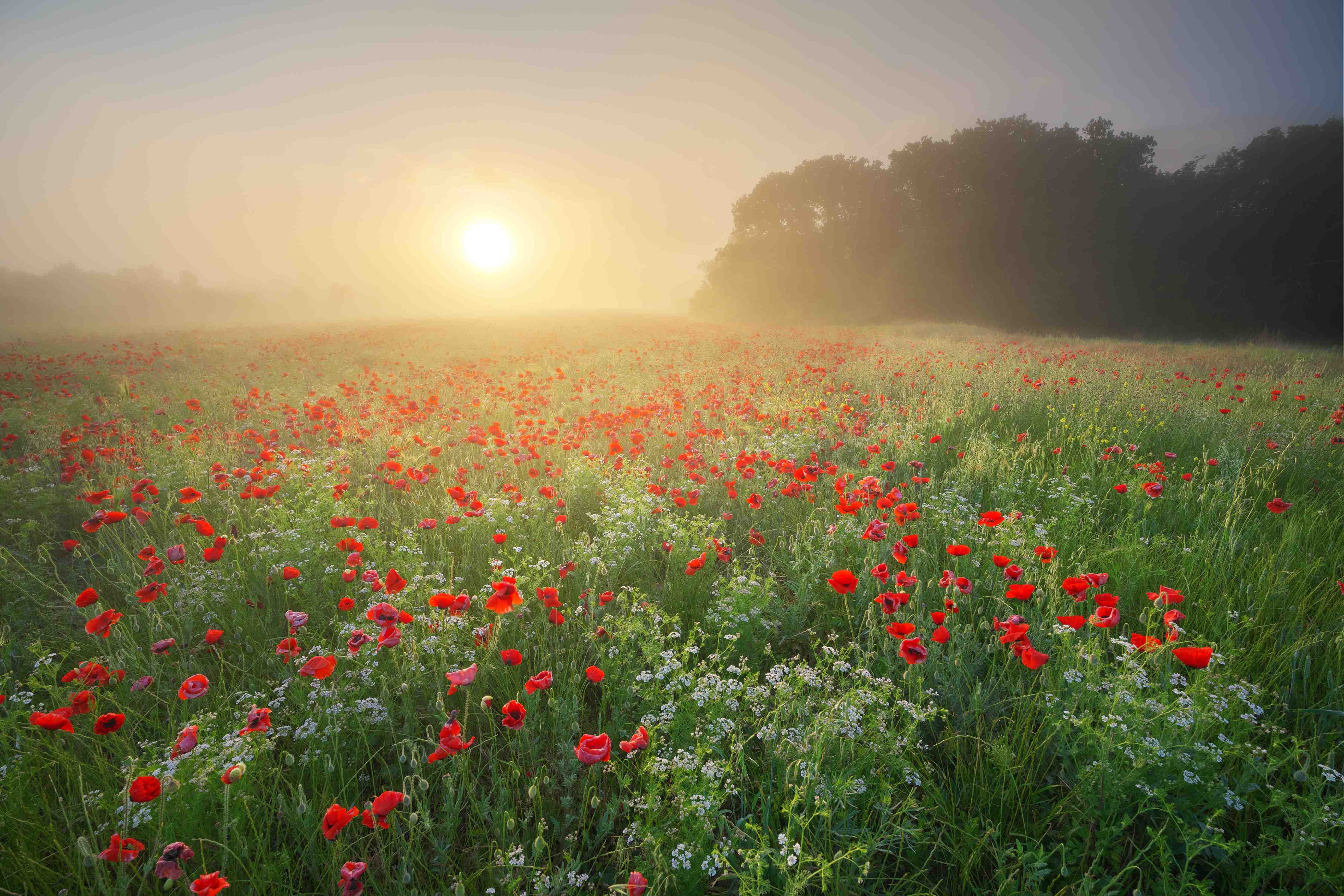 Wandverkleidung Bad-Morgenstimmung im Feld mit roten Mohnblumen