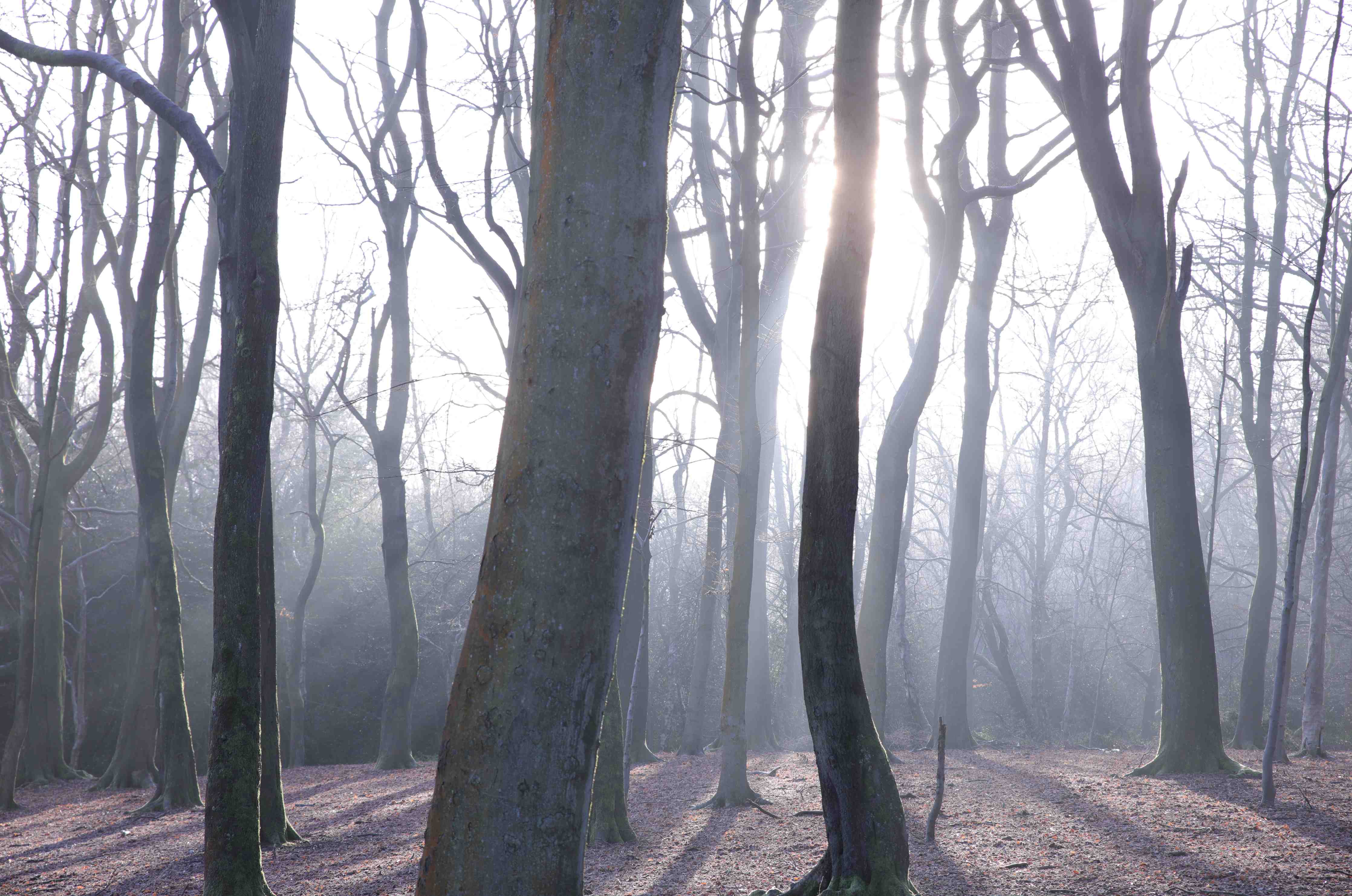 Wandverkleidung Bad-Mysterischer Morgen im Nebelwald