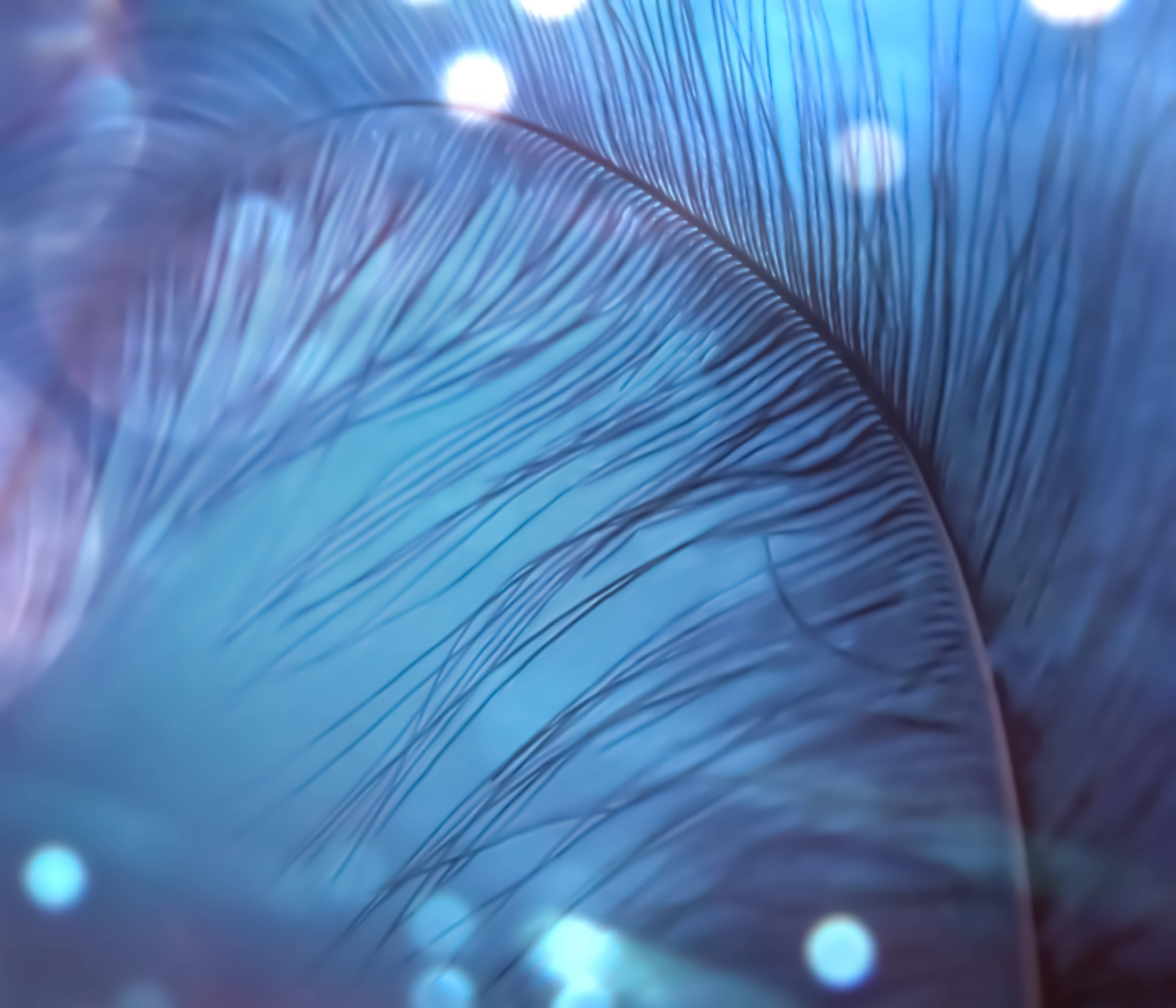 Wandverkleidung Bad-Nahaufnahme einer blauen Feder